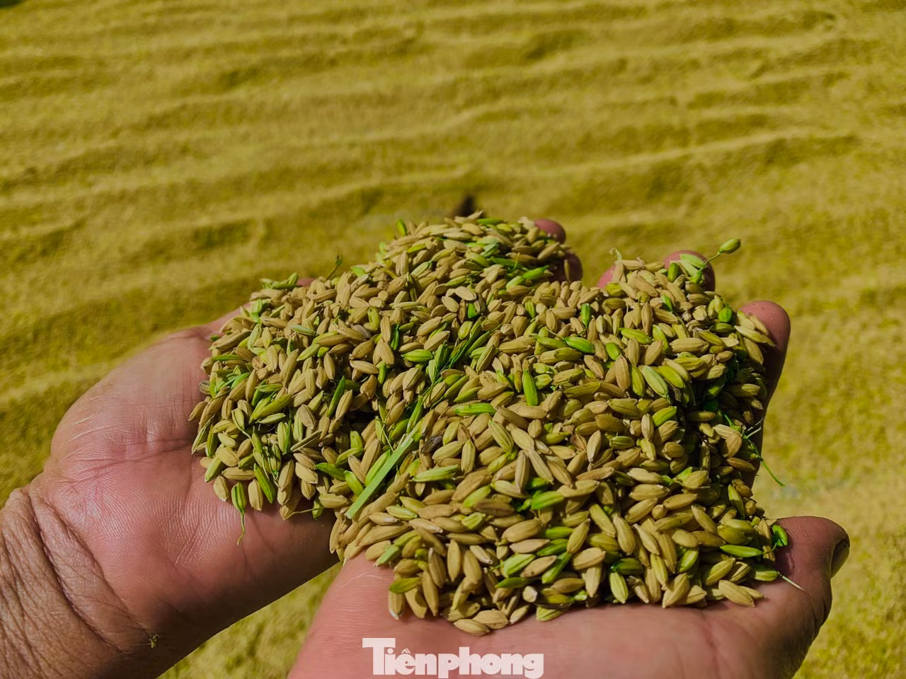 Tranh thủ thời tiết thuận lợi nông dân huyện Hương Sơn khẩn trương thu hoạch nhanh gọn diện tích lúa mùa nhằm tránh thiệt hại do mưa bão. Dù lúa chưa "chín tới" nhưng nông dân vẫn ra đồng để thu hoạch.