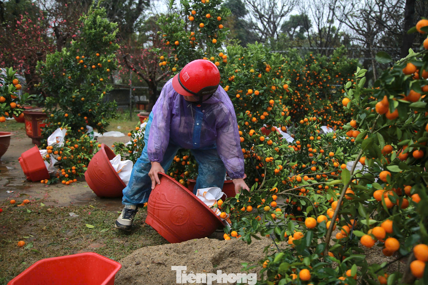 Theo nhiều tiểu thương, năm nay thời tiết thất thường, những ngày trước nắng khiến đào, mai nở bung. Đến ngày 26/1 (tức 27 Tết) do ảnh hưởng không khí lạnh, Hà Tĩnh có mưa, gió lớn khiến số lượng lớn cây cảnh, đào đổ ngã.