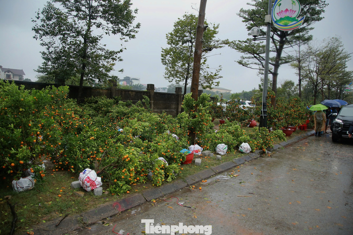 Dọc đường Xô Viết Nghệ Tĩnh đào, quất ế ẩm, khiến nhiều tiểu thương lo lắng.