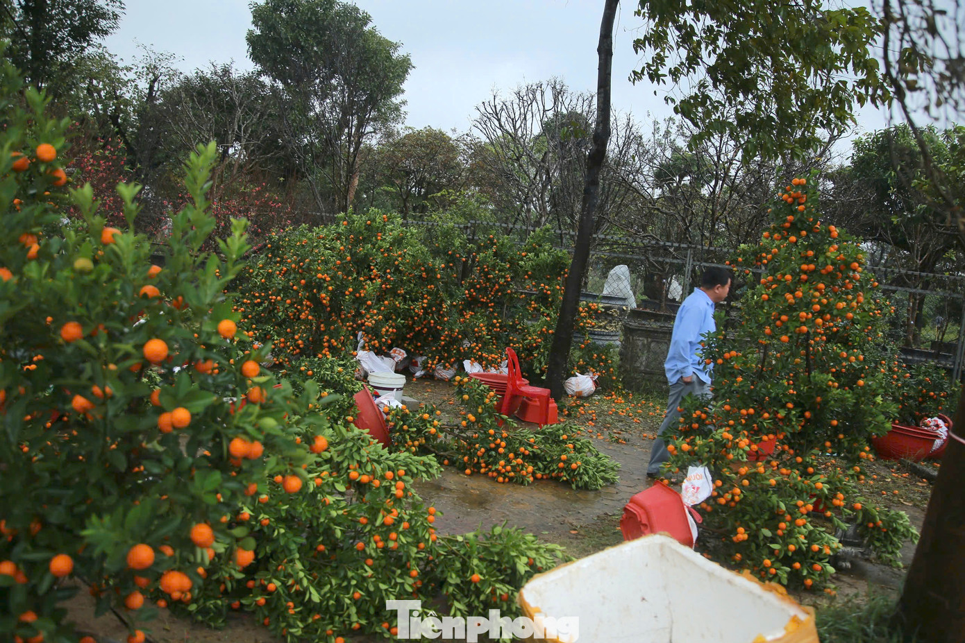 Dọc đường Xô Viết Nghệ Tĩnh đào, quất ế ẩm, khiến nhiều tiểu thương lo lắng.