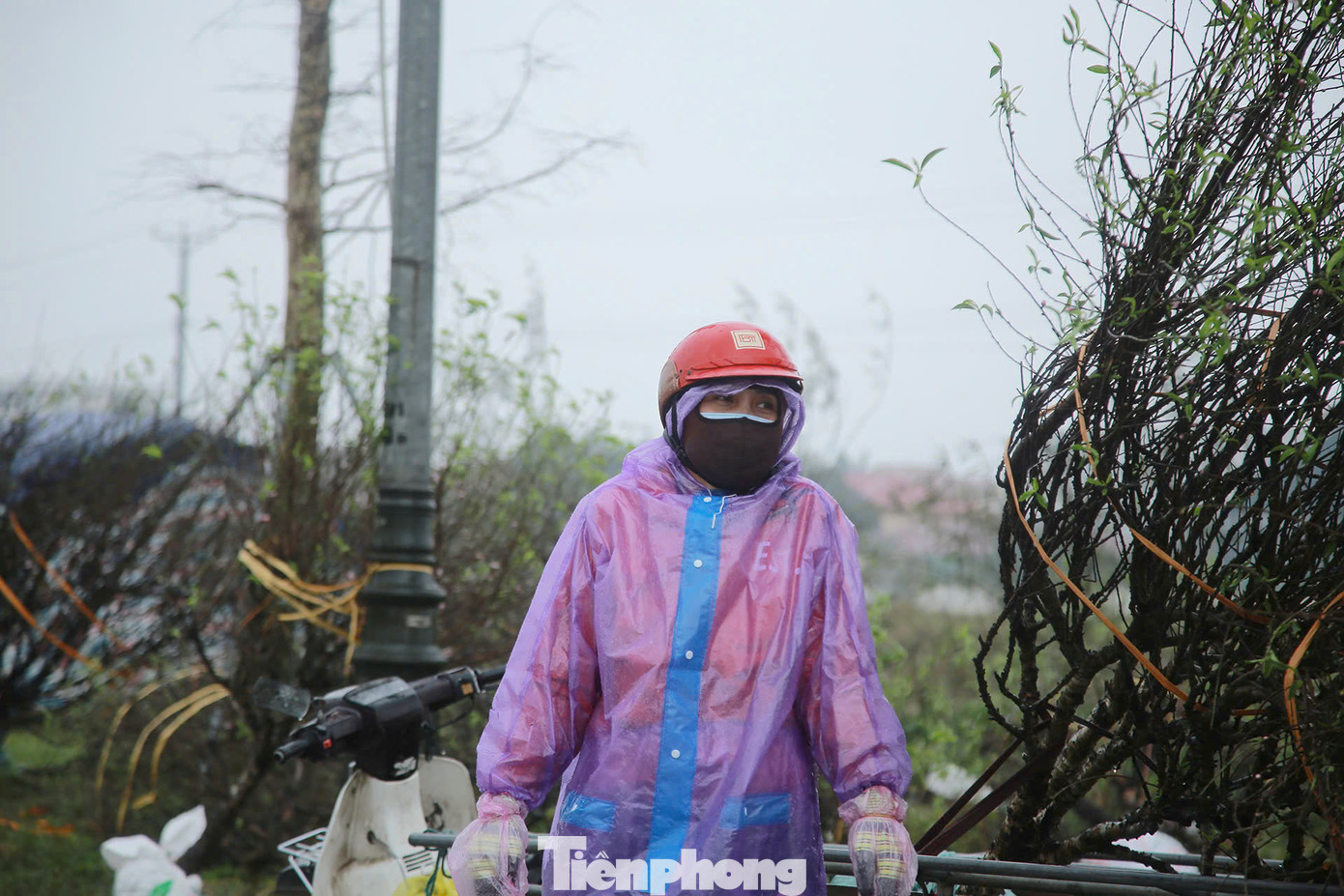 Nhiều tiểu thương đứng dưới mưa phùn, giá rét lo lắng vì sức mua thấp, sát Tết nhưng nhiều số lượng đào quất chưa bán được.