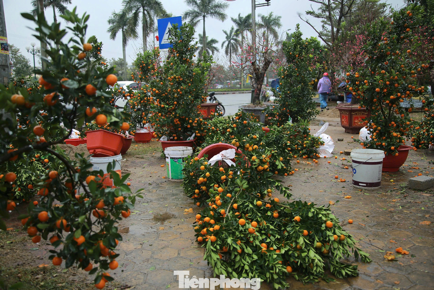 Theo các tiểu thương, năm nay, do ảnh hưởng của mưa lũ sau bão ở miền Bắc, nhiều diện tích đào tại Nhật Tân (Hà Nội) bị ảnh hưởng. Vì thế, giá đào Tết năm nay có biến động theo chiều hướng tăng. Đặc biệt, năm nay có rất ít đào Tết đẹp nên sức mua cũng chậm hơn so với các năm trước.