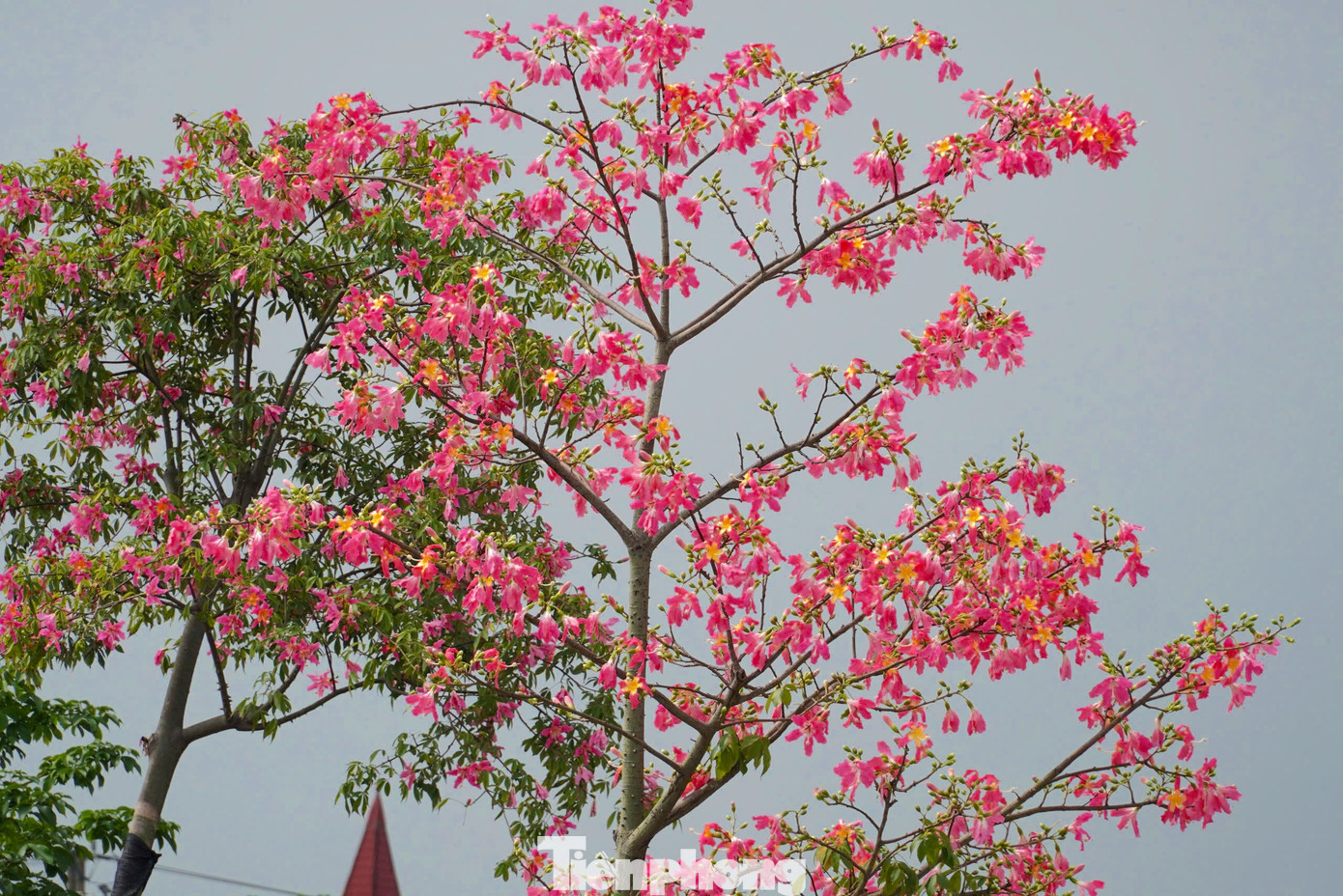 Hiện nay, hoa mỹ nhân được trồng ở một số tuyến đường chính, khu vực ven sông, công viên để tạo cảnh quan và điểm nhấn trong không gian đô thị thành phố.