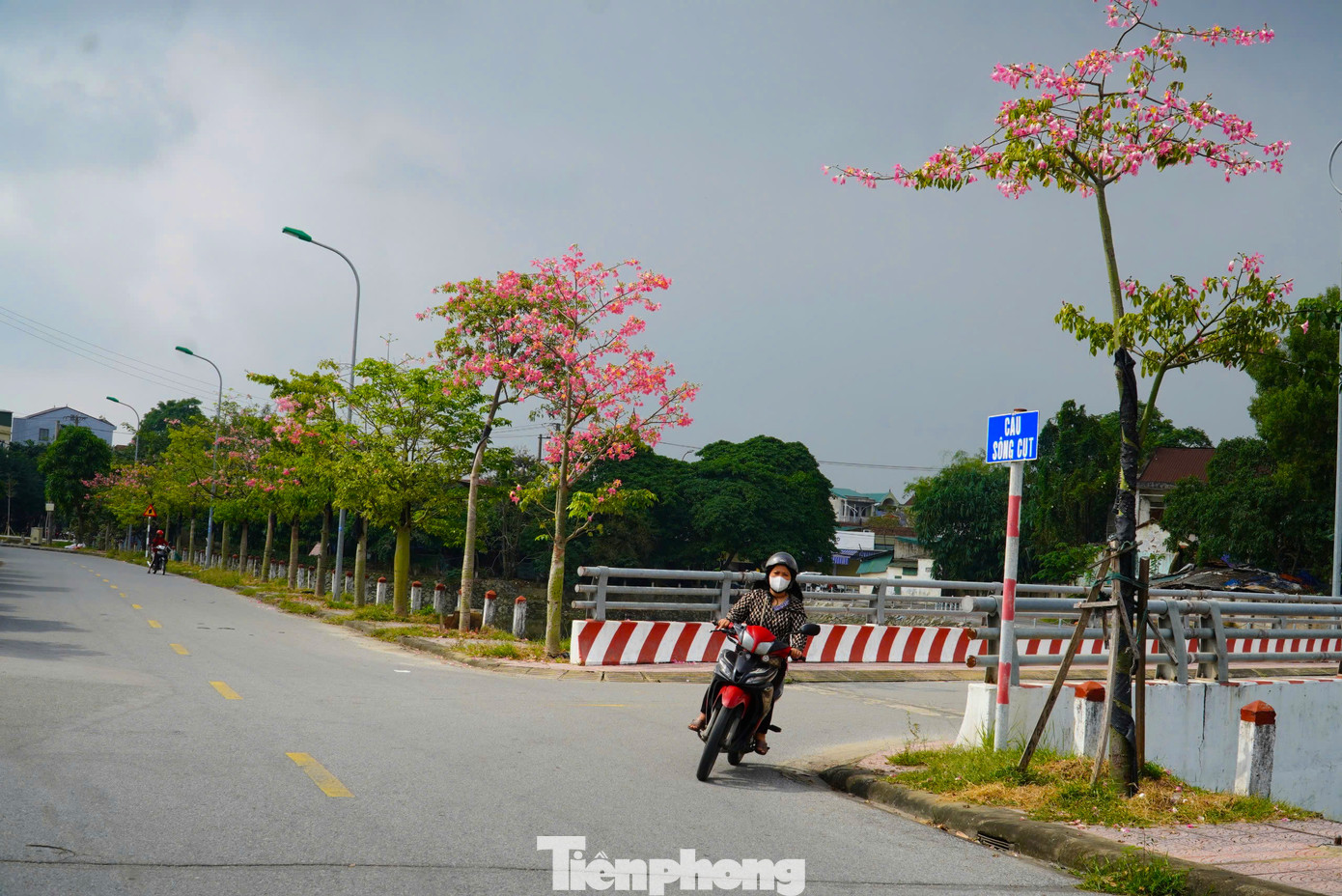 Cây thường ra hoa từ tháng 9 đến tháng 2 năm sau và nở rực rỡ nhất từ khoảng giữa tháng 11 đến tháng 12.