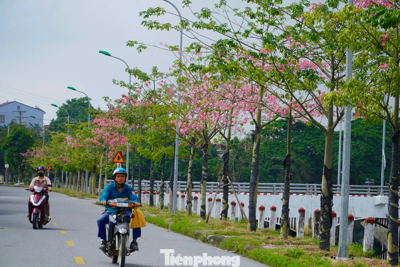 Trong ảnh hàng cây mỹ nhân điểm xuyết những cánh hoa khoe sắc như tô điểm thêm vẻ đẹp cho tuyến đường Nam Ngạn...