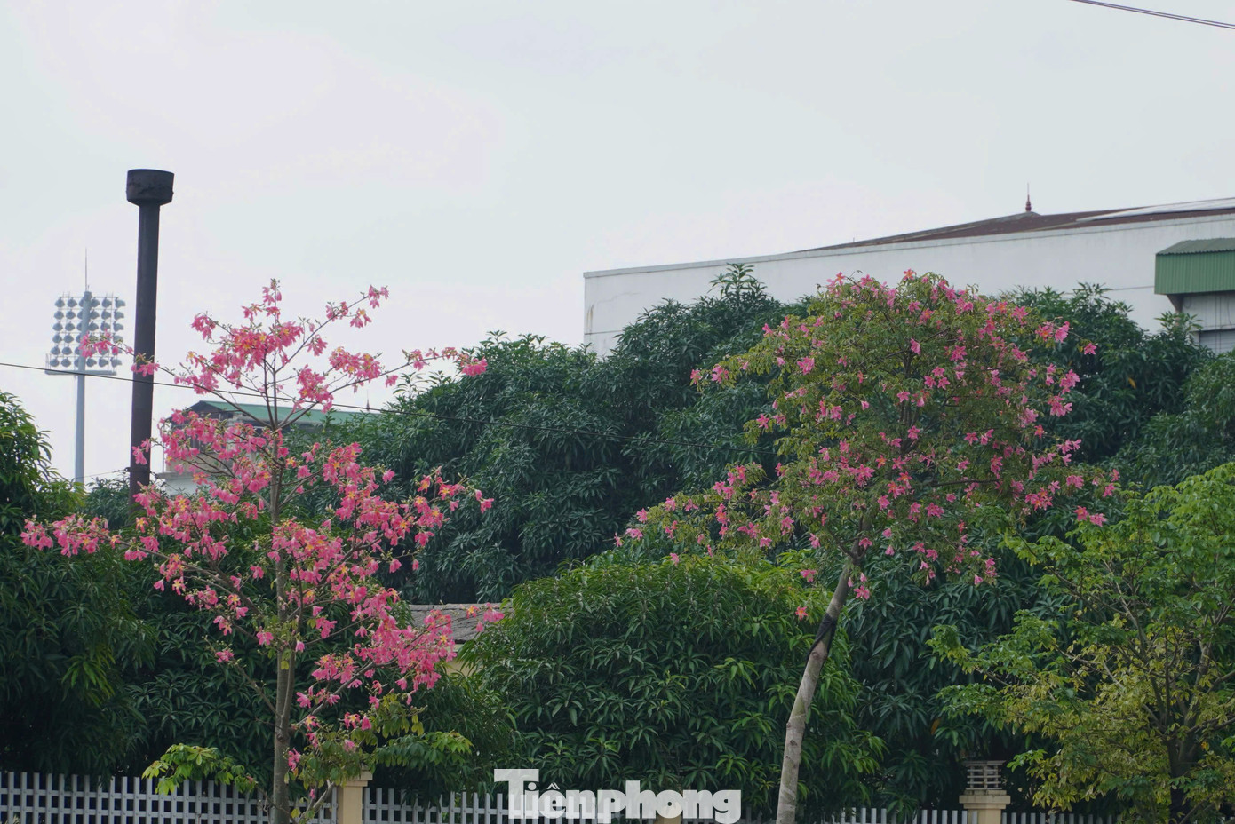 Hiện nay, hoa mỹ nhân được trồng ở một số tuyến đường chính, khu vực ven sông, công viên để tạo cảnh quan và điểm nhấn trong không gian đô thị thành phố.