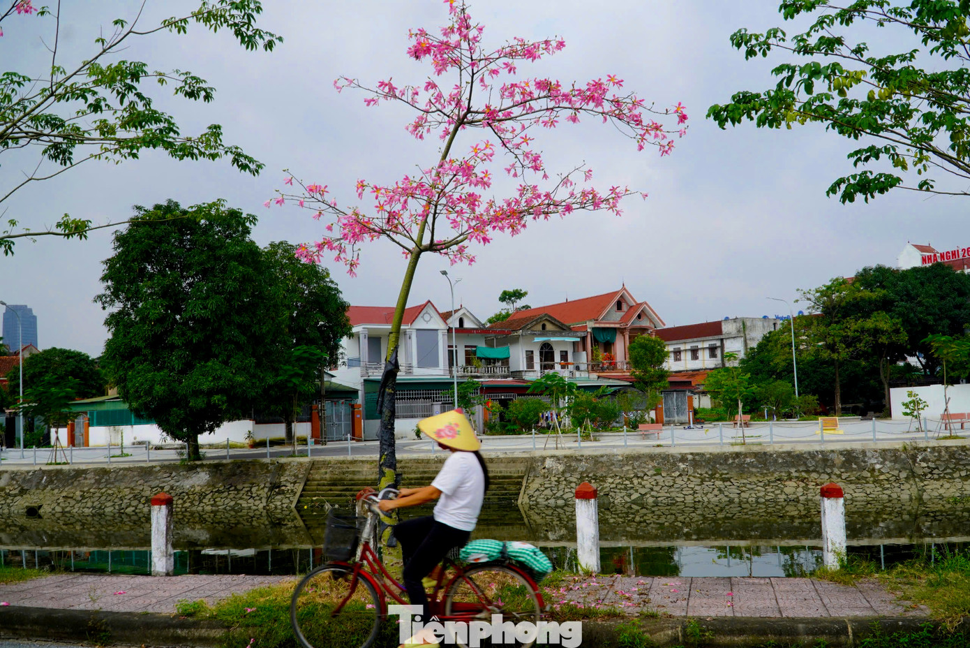 Hoa mỹ nhân (còn được gọi là hồng mỹ nhân) xuất xứ từ các nước châu Mỹ, có tên khoa học là Nymph, thuộc họ cây gạo, thân cây có gai nhỏ. Cây có thể sống trong điều kiện môi trường khắc nghiệt và sinh trưởng tốt.