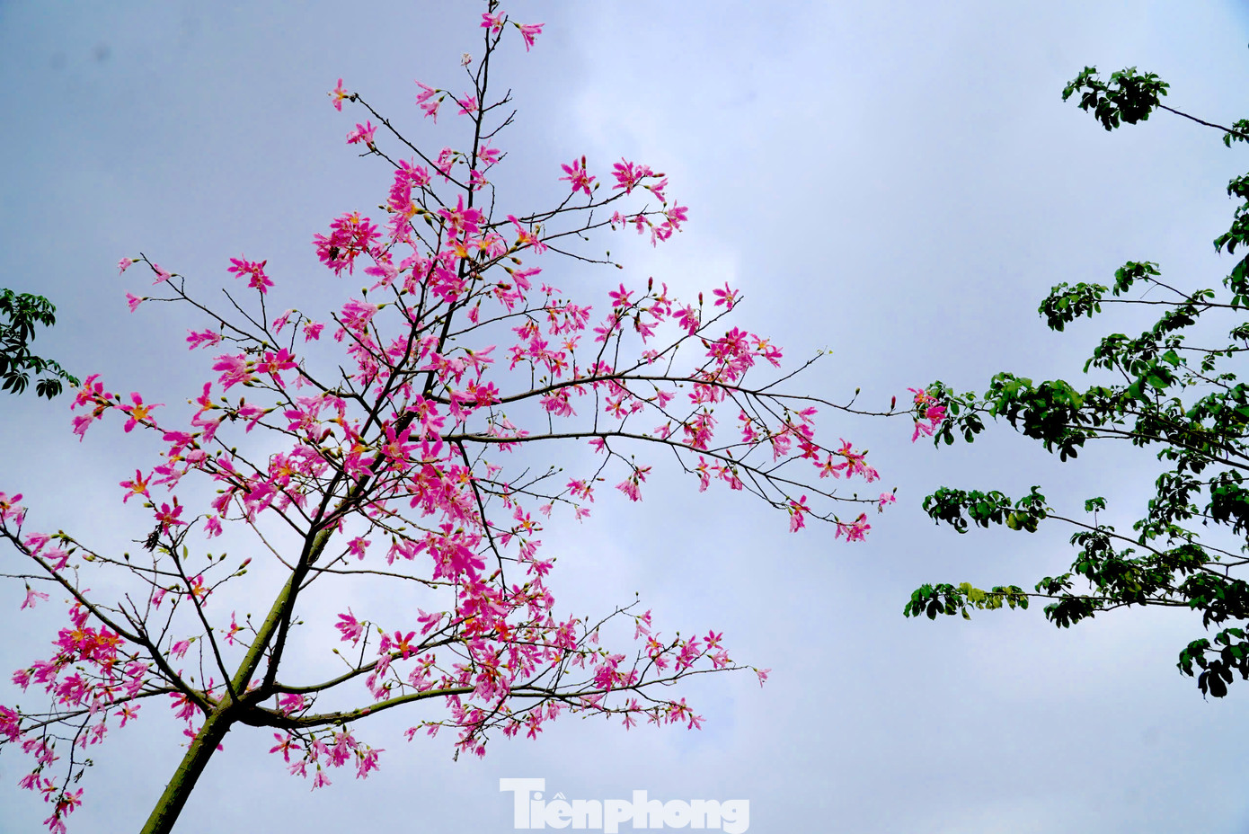 Khi ra hoa, hầu như lá trên cây đều trút xuống, để lại những chùm hoa đẹp mê mẩn.