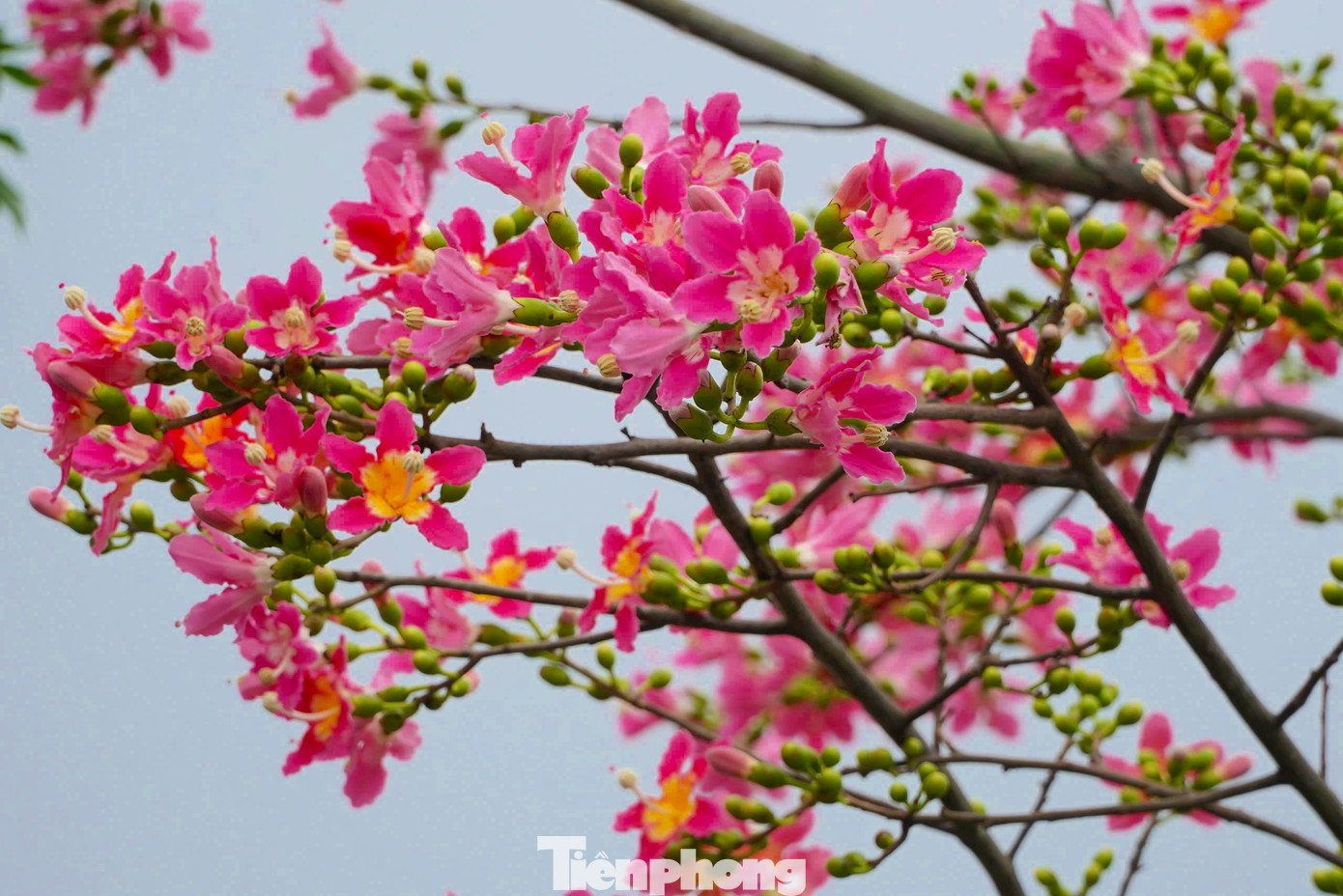 Hoa mỹ nhân có dáng xòe, 5 cánh. Hoa có màu hồng cánh sen pha trắng, búp mọc chi chít gần nhau, khi nở rộ rất đẹp mắt.