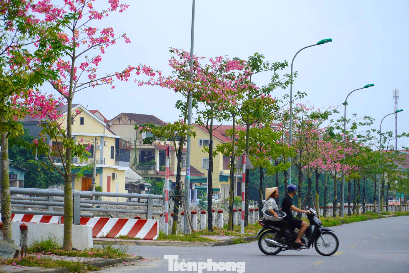 Những ngày này, các con đường trồng hoa mỹ nhân ở thành phố Hà Tĩnh đều nở hoa rực. Mùa hoa nở khiến nhiều người dân thành phố Hà Tĩnh đi qua đều phải ngắm loài cây hiếm có khó tìm này.