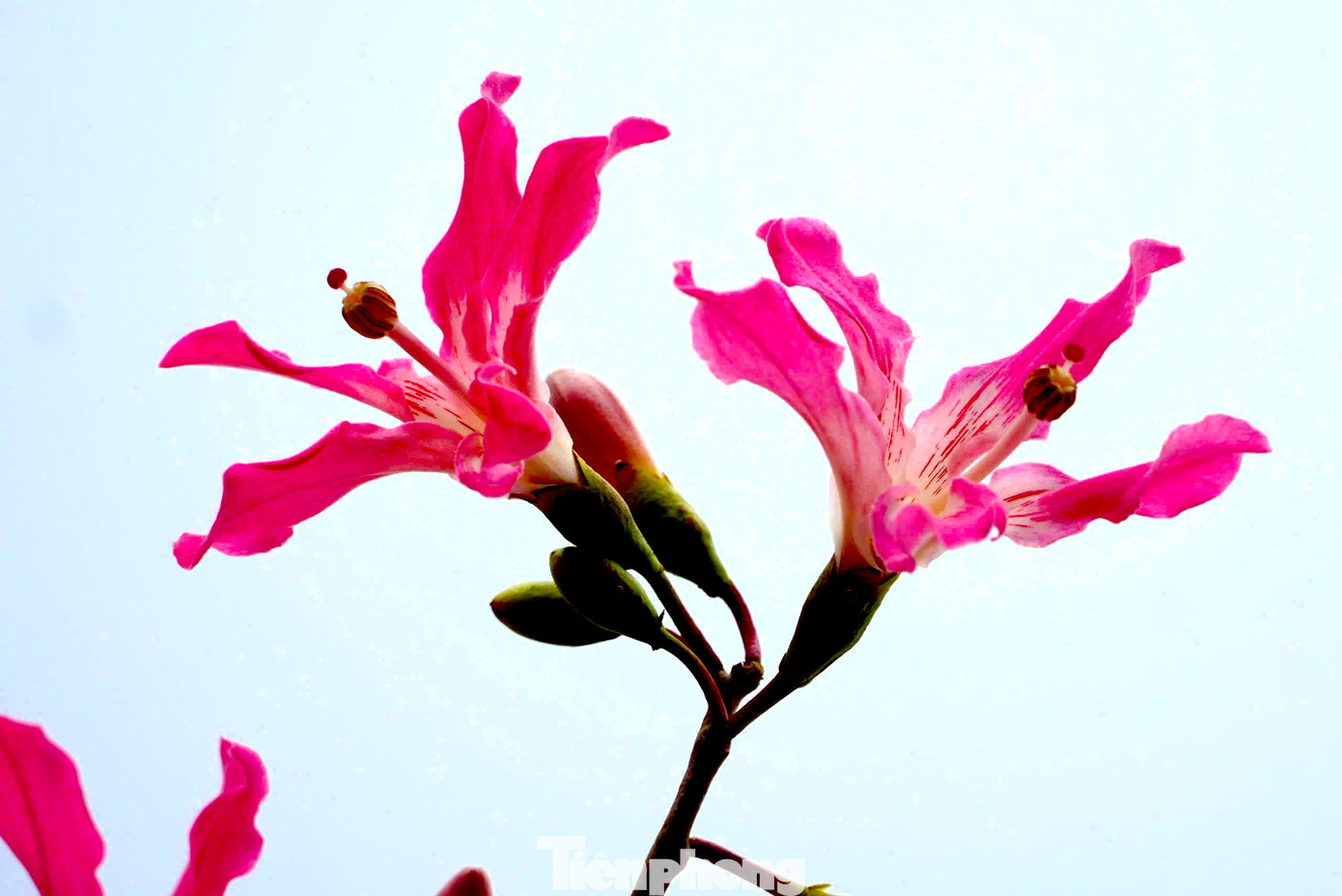 Hoa mỹ nhân (còn được gọi là hồng mỹ nhân) xuất xứ từ các nước châu Mỹ, có tên khoa học là Nymph, thuộc họ cây gạo, thân cây có gai nhỏ. Cây có thể sống trong điều kiện môi trường khắc nghiệt và sinh trưởng tốt.