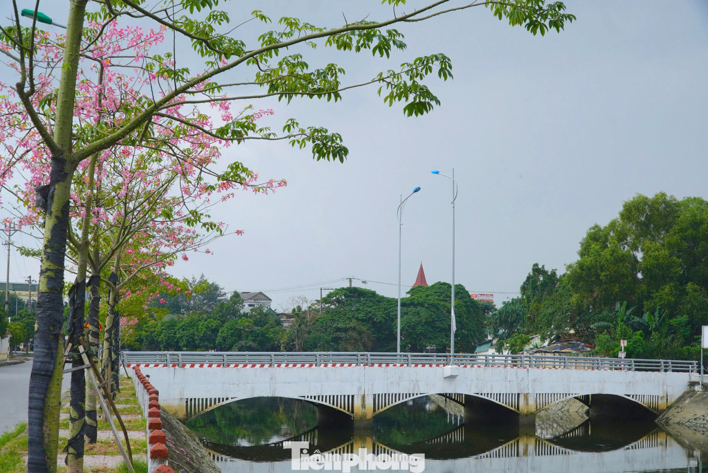 Hoa nở rực sáng bừng một góc phố.