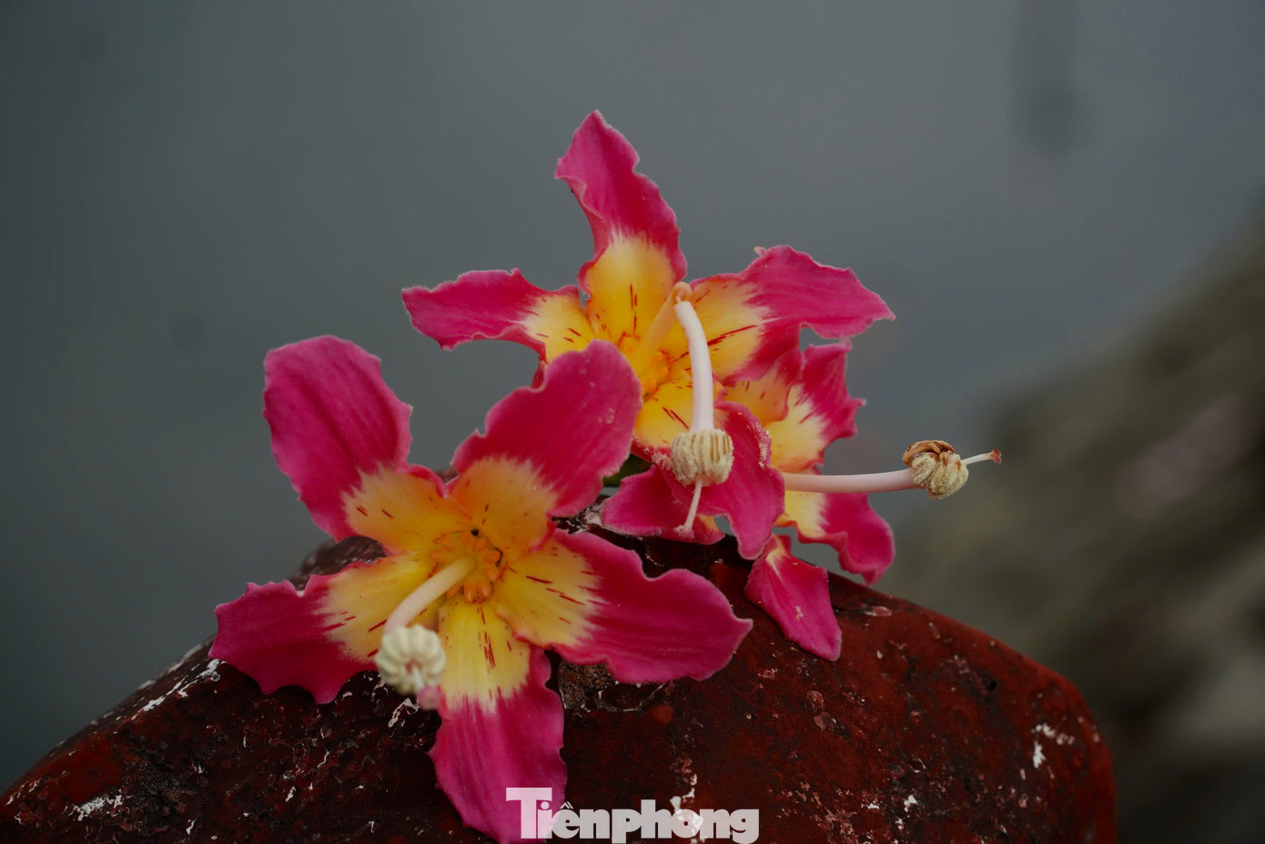 Hoa mỹ nhân có dáng xòe, 5 cánh. Hoa có màu hồng cánh sen pha trắng, búp mọc chi chít gần nhau, khi nở rộ rất đẹp mắt.