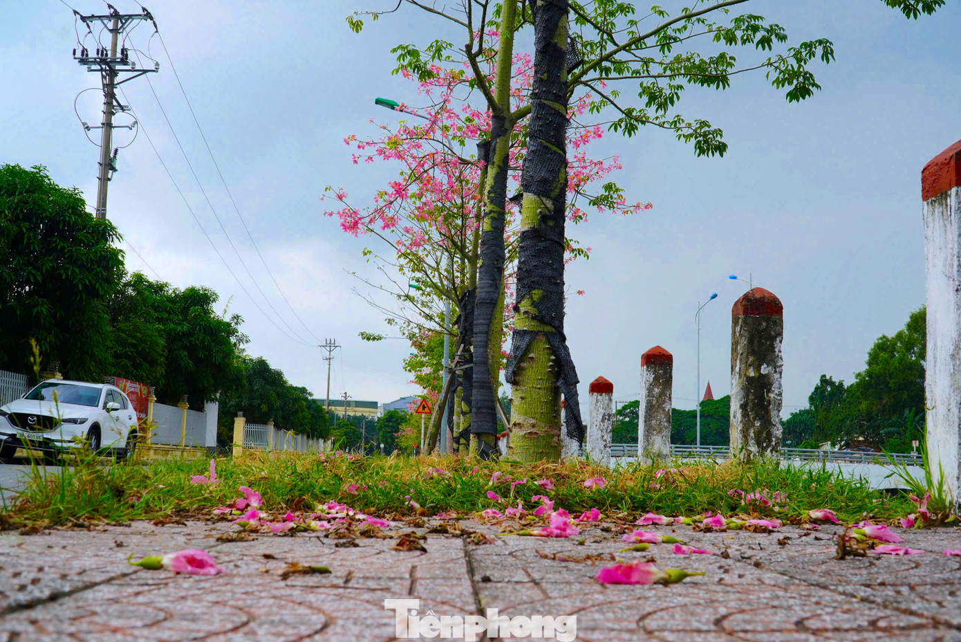 Dù mới được trồng trong vài năm trở lại đây nhưng hoa mỹ nhân đã góp phần tạo nên cảnh quan thiên nhiên tươi đẹp.