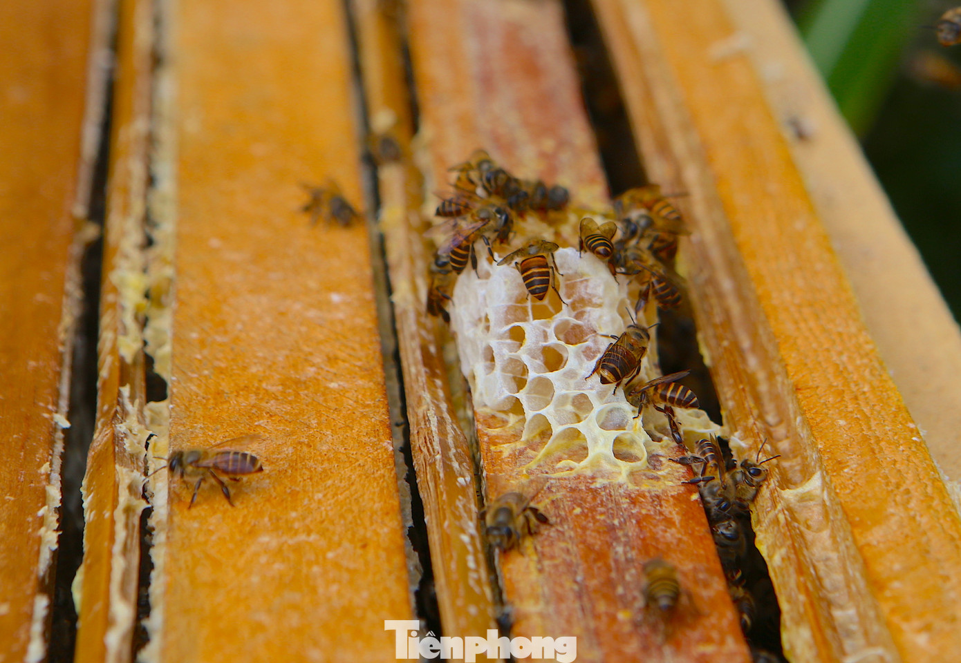 Ông Phú cho hay mùa lấy mật từ tháng 3 đến tháng 5 là hết. Bởi đây là dịp ở rừng các loài hoa nở nhiều. Còn từ tháng 10 đến tháng 2 năm sau là thời điểm đi bắt ong khi những đàn này di cư tránh rét. Ông Phú cho hay mùa lấy mật từ tháng 3 đến tháng 5 là hết. Bởi đây là dịp ở rừng các loài hoa nở nhiều. Còn từ tháng 10 đến tháng 2 năm sau là thời điểm đi bắt ong khi những đàn này di cư tránh rét.