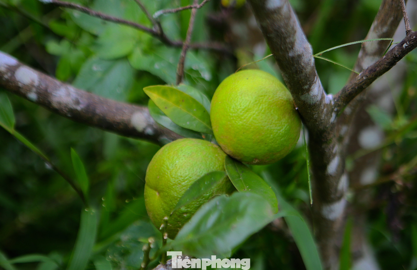 Việc cam chết hàng loạt khiến nhiều gia đình trồng cam ở xã Sơn Trường thất thu từ hàng chục đến hàng trăm triệu đồng. Nhiều gia đình đã cứu cam bằng cách chăm sóc bổ sung bón phân, cắt tỉa những cành đã khô để cây hồi phục lại nhưng không khả thi.