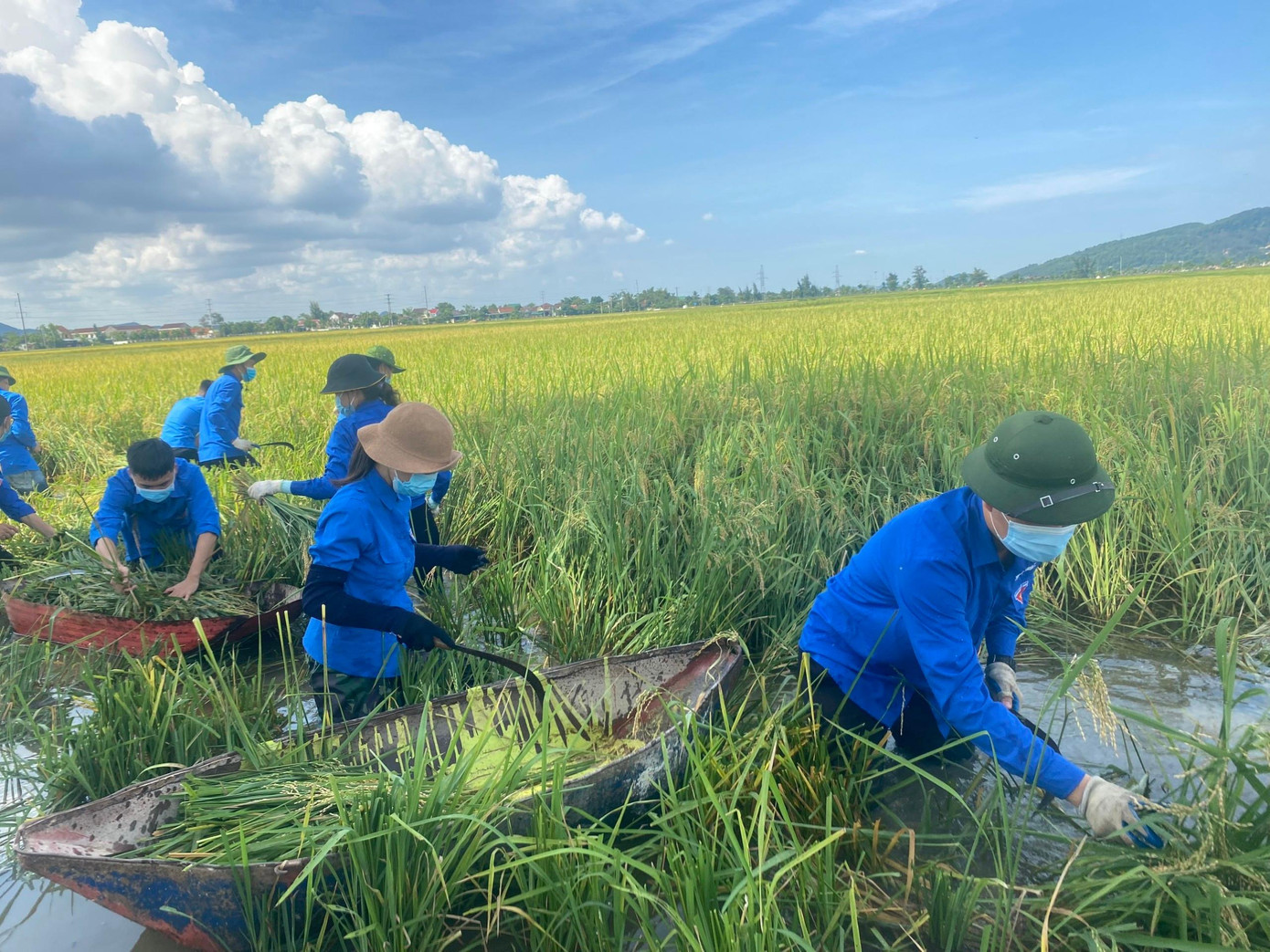 Do một số vùng thấp, nước ngập, đoàn viên thanh niên phải sử dụng thuyền để đưa lúa lên bờ.