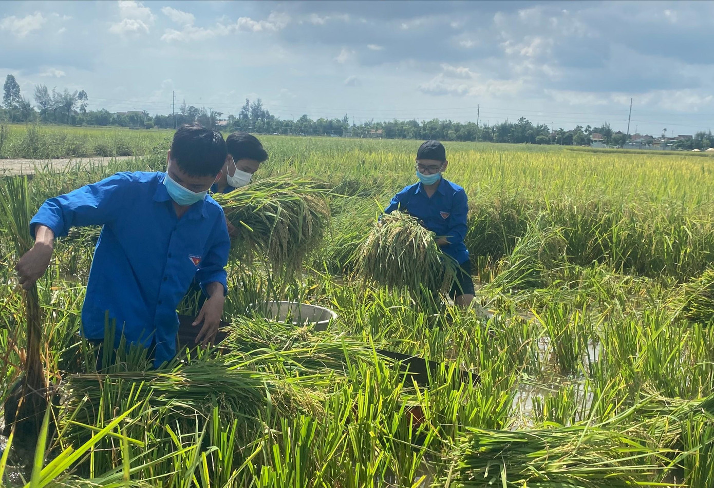 Những cánh đồng lúa ở thị xã Hồng Lĩnh nay ngập sắc màu áo xanh tình nguyện.