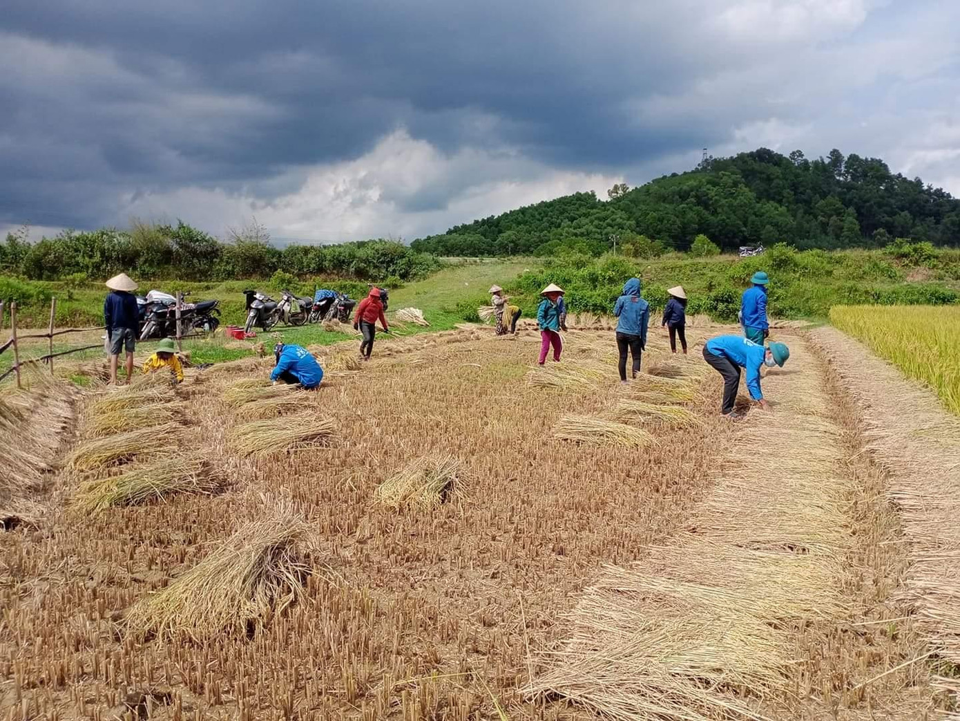 Hôm nay huyện Hương Khê nắng ráo, người dân ra đồng thu hoạch những diện tích lúa chưa được thu hoạch. Trong ảnh các đoàn viên thanh niên huyện Hương Khê giúp đỡ người dân bó lúa đưa lên bờ. Đoàn viên Thành đoàn TP Hà Tĩnh ra đồng giúp đỡ người dân đưa lúa lên bờ sau khi gặt xong.