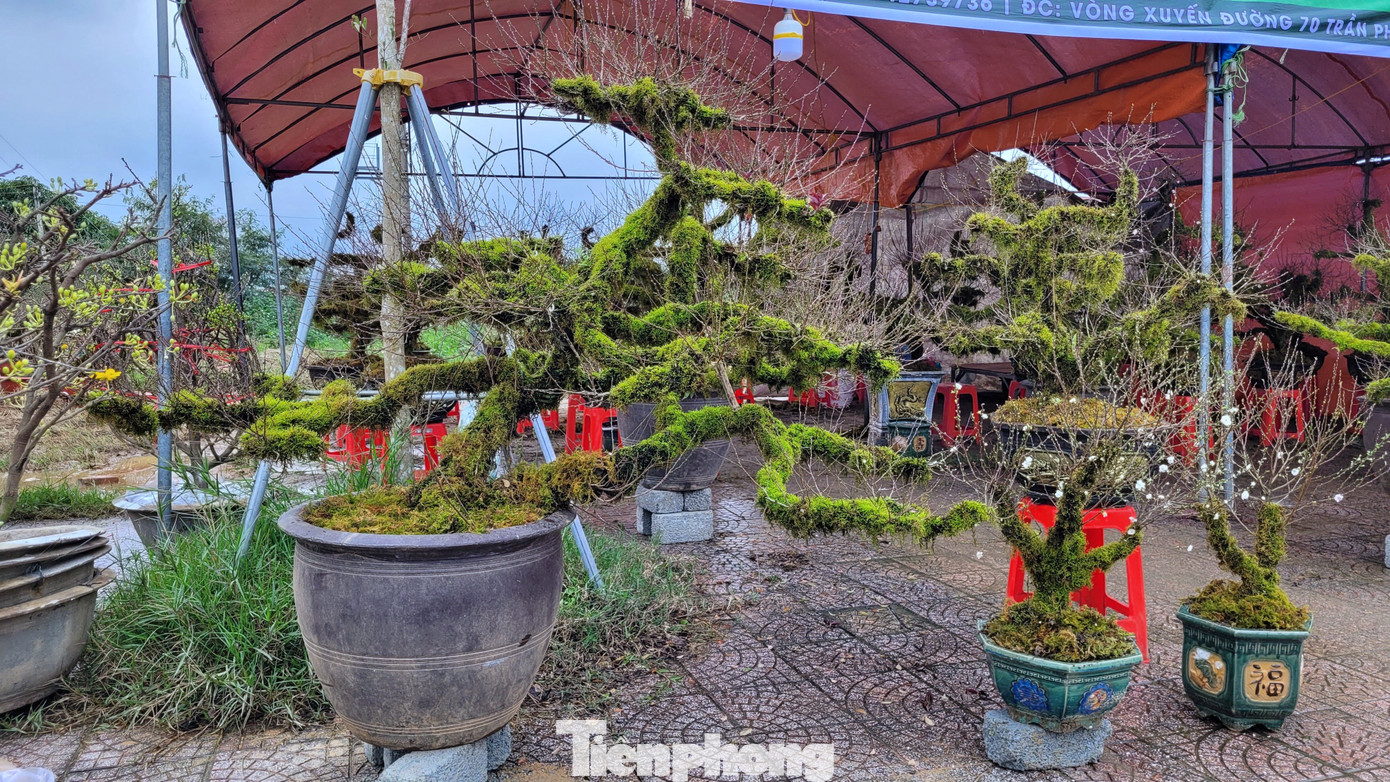 Tại cuối góc vỉa hè đại lộ Xô Viết Nghệ Tĩnh (thành phố Hà Tĩnh) năm nay được anh Trần Đức Việt trưng bày hàng chục gốc nhất chi mai bán trong dịp Tết. Loài hoa này được anh Việt nhập từ Sa Pa để mang về phục vụ nhu cầu người tiêu dùng ở Hà Tĩnh.