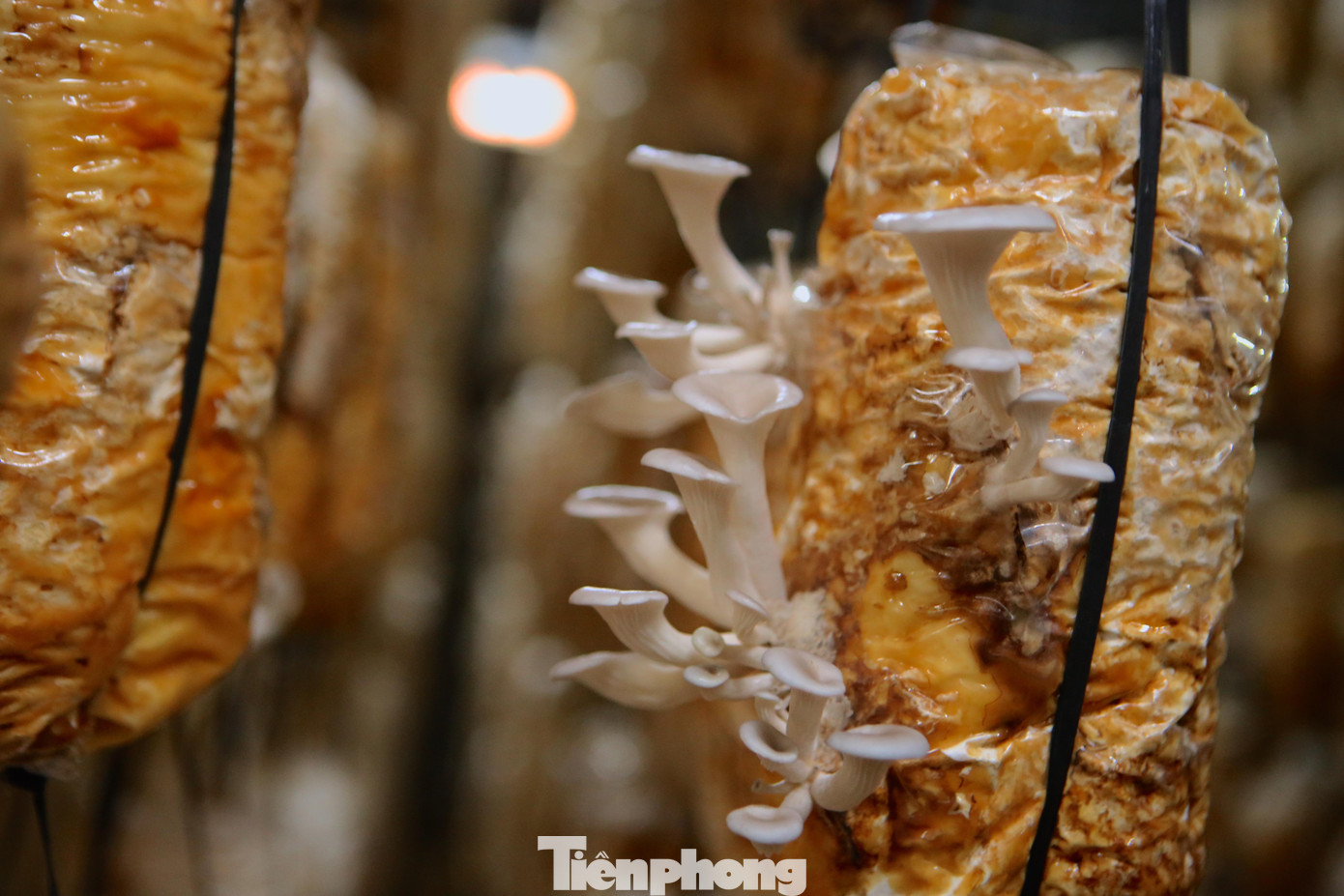 Hộ gia đình ông Tạo chủ yếu trồng nấm sò, ngoài ra đang trồng thử nghiệm nấm linh chi. Mỗi năm từ tháng 8 gia đình bắt đầu tạo phôi nấm. Từ khi làm phôi đến lúc thu hoạch sẽ trải qua thời gian 45-50 ngày.