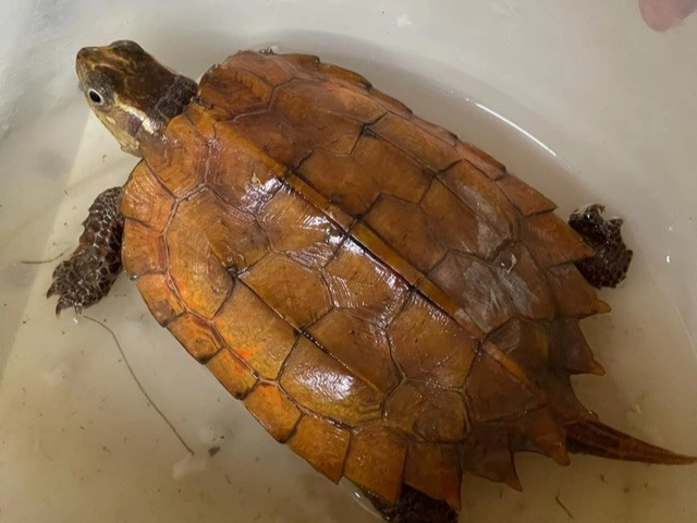 Cá thể rùa vàng quý hiếm được bàn giao cho cơ quan chức năng.