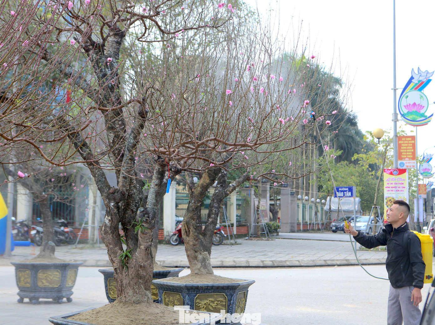 Cây vừa được vận chuyển về bán ở thành phố Hà Tĩnh nên anh Lê Đình Quốc (trú xã Thạch Long, huyện Thạch Hà) phải dùng bình để phun sương tạo độ ẩm giúp hoa tươi hơn.