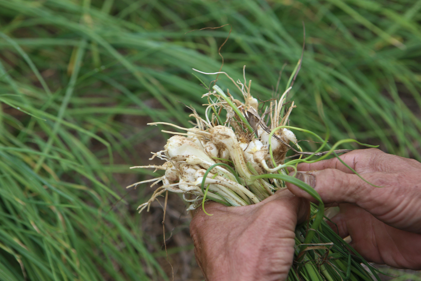 Hành được nhổ, làm sạch trên ruộng sau đó chở ra chợ bán hoặc đợi thương lái đến thu mua.
