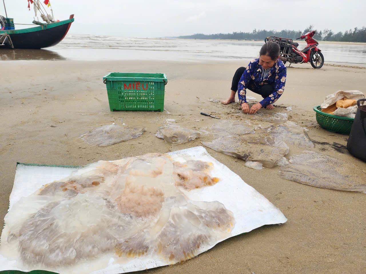 Sứa biển sau khi thu hoạch được người dân sơ chế trước tại bờ biển. Lợi nhuận từ việc bắt sứa mang lại nguồn thu lớn, giúp nhiều ngư dân kiếm được vài triệu đồng chỉ trong một ngày làm việc.