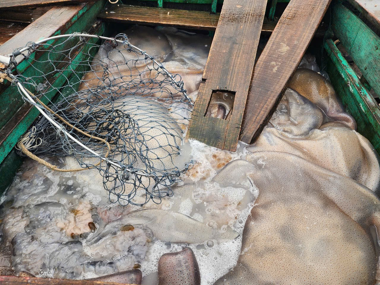 Ngay sau khi sứa biển được đánh bắt ngoài khơi và đưa vào bờ sẽ nhập cho các cơ sở tập trung đầu mối thu mua theo từng khay nhựa hoặc theo từng xe kéo.