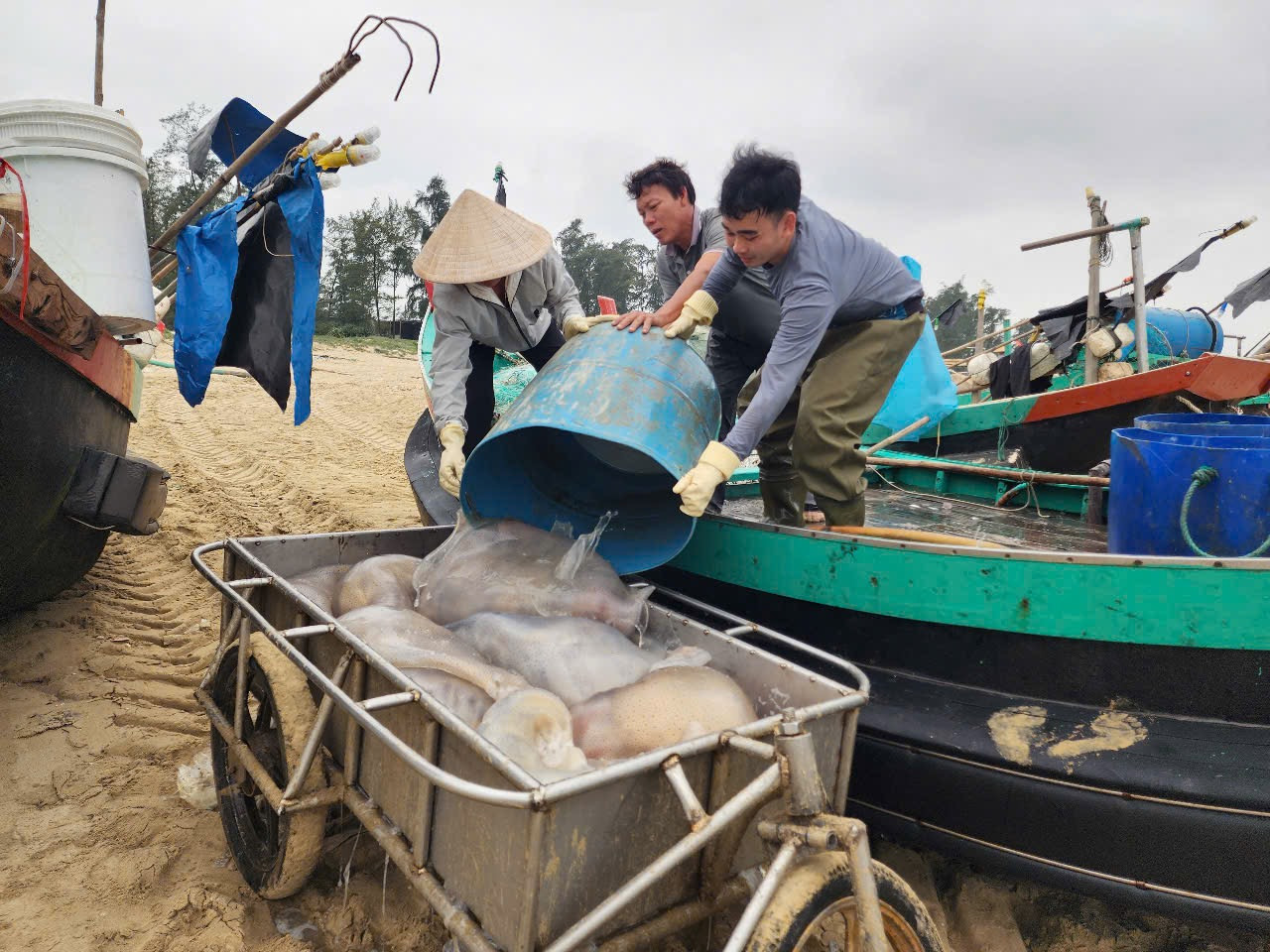 Ngư dân cho biết, thu hoạch sứa không cần chi phí đầu tư lớn, hay ngư cụ như những loài hải sản khác, nhưng cho thu nhập khá nên ai cũng phấn khởi. Khi các thuyền cập bờ, những người phụ nữ làm nghề thu mua sứa biển đã chuẩn bị sẵn các dụng cụ xe kéo, thùng xốp, xô chậu, khay nhựa… để ra bờ vận chuyển.
