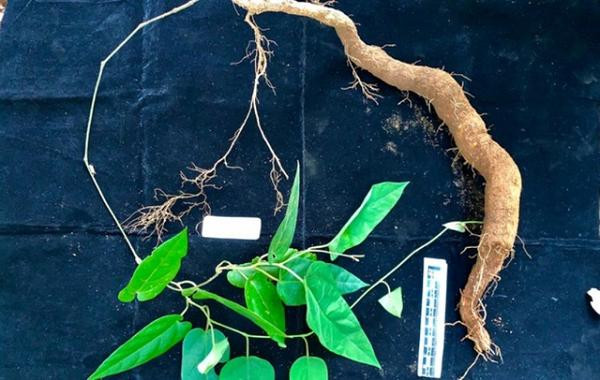 Phân thân của loài Mộc hương Vũ Quang. Phân thân của loài Mộc hương Vũ Quang.