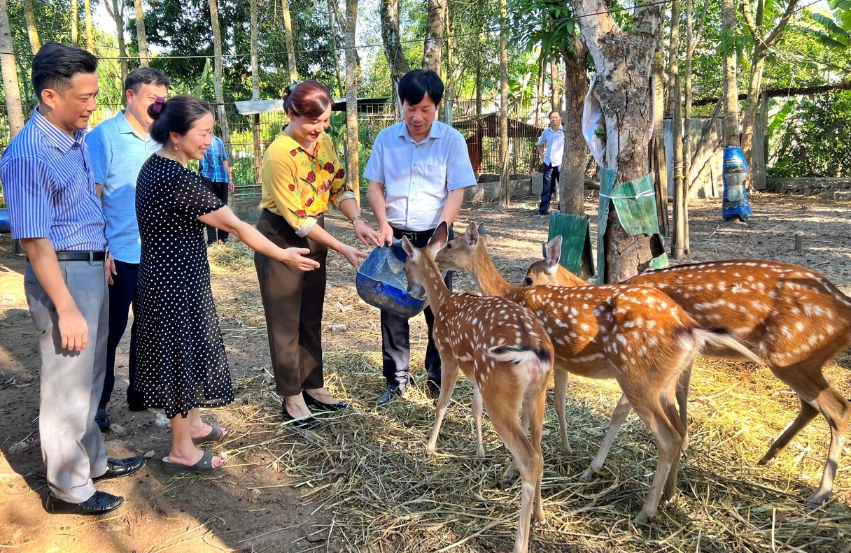 Hiện tại, huyện Hương Sơn được biết đến là "thủ phủ" nuôi hươu lớn nhất cả nước. Việc phát triển du lịch trải nghiệm nghề nuôi hươu Hương Sơn đang được đẩy mạnh. Đây được xem là hướng đi đầy tiềm năng, giúp phát triển kinh tế địa phương. Trong ảnh là mô hình nuôi hươu lấy nhung được khách đến tham quan, trải nghiệm.