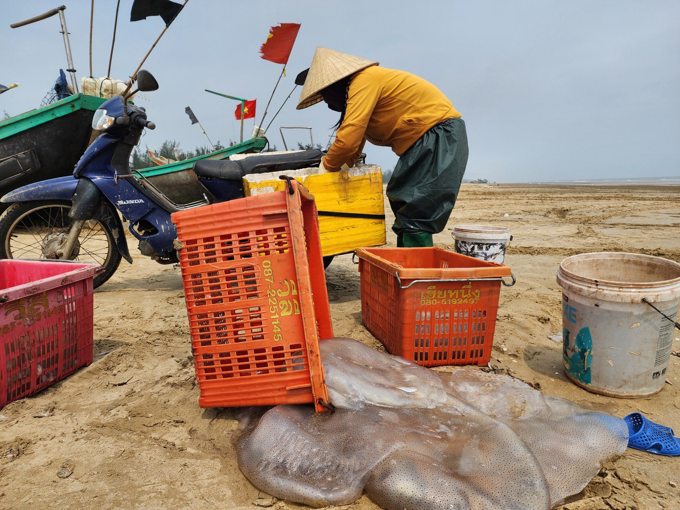 Sau đó, đưa về nhà tiếp tục thực hiện thêm 4-5 công đoạn ngâm, muối, chế biến thành sản phẩm.