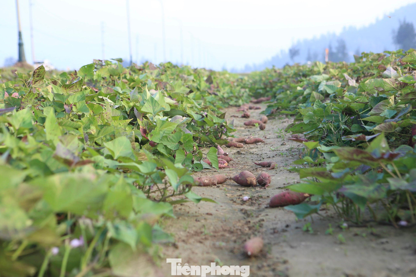 Mỗi năm dân chỉ trồng 1 vụ khoai lang, còn lại chuyển sang trồng lúa, lạc để cải tạo đất. Khoai được dân trồng từ tháng 7, đến nay bắt đầu cho thu hoạch. Khoai được trồng theo luống, mỗi luống cách nhau khoảng 2m.