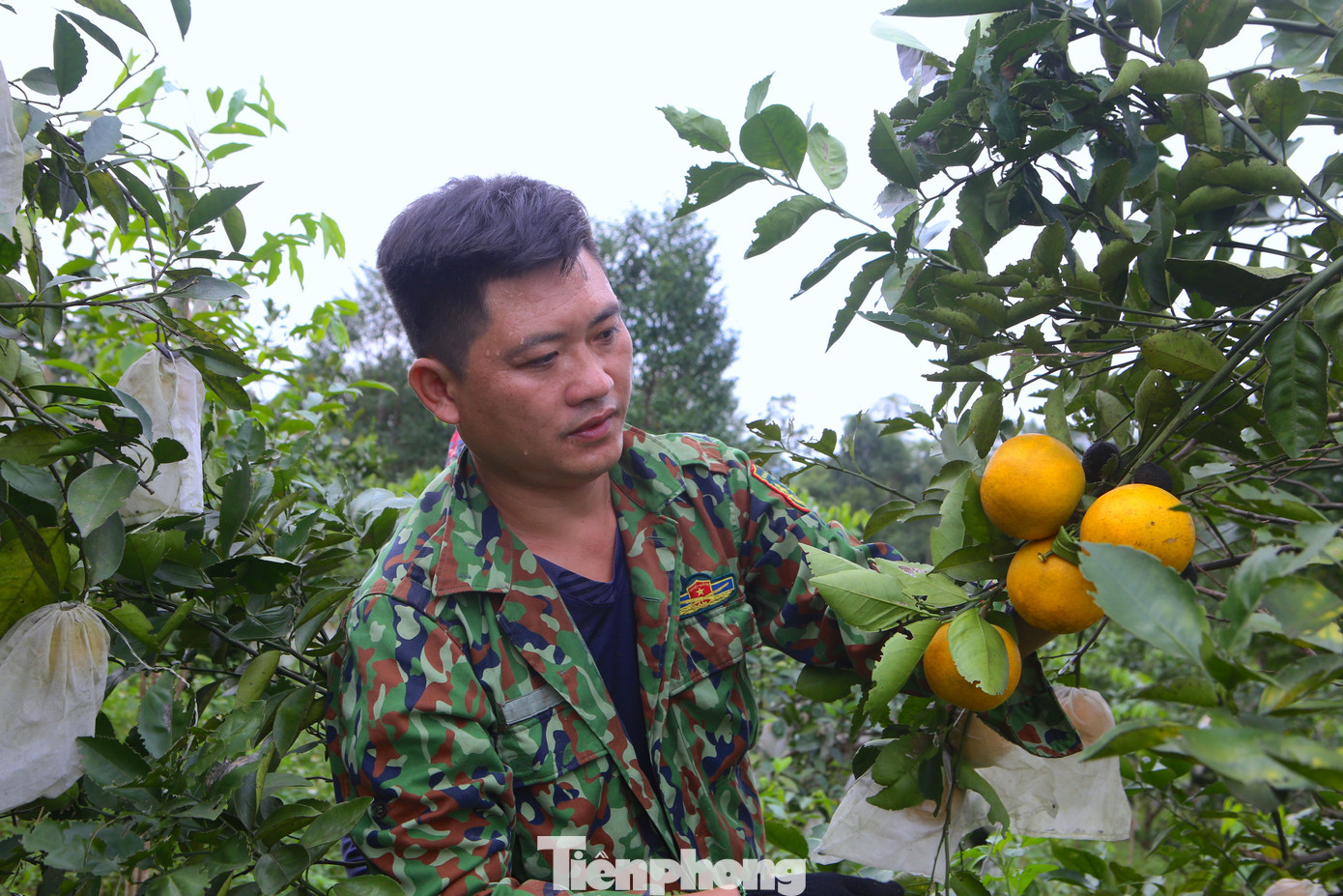 Gia đình anh Lê Văn Phương (SN 1983, trú tại thôn 2, xã Hương Đô) trồng 1.000 gốc cam ở đồi Khe Mây, trong đó chủ yếu cam chanh. Năm nay gia đình anh Phương ước lượng thu từ 14-15 tấn quả, giá bán tại vườn từ 45-60 ngàn đồng/kg.