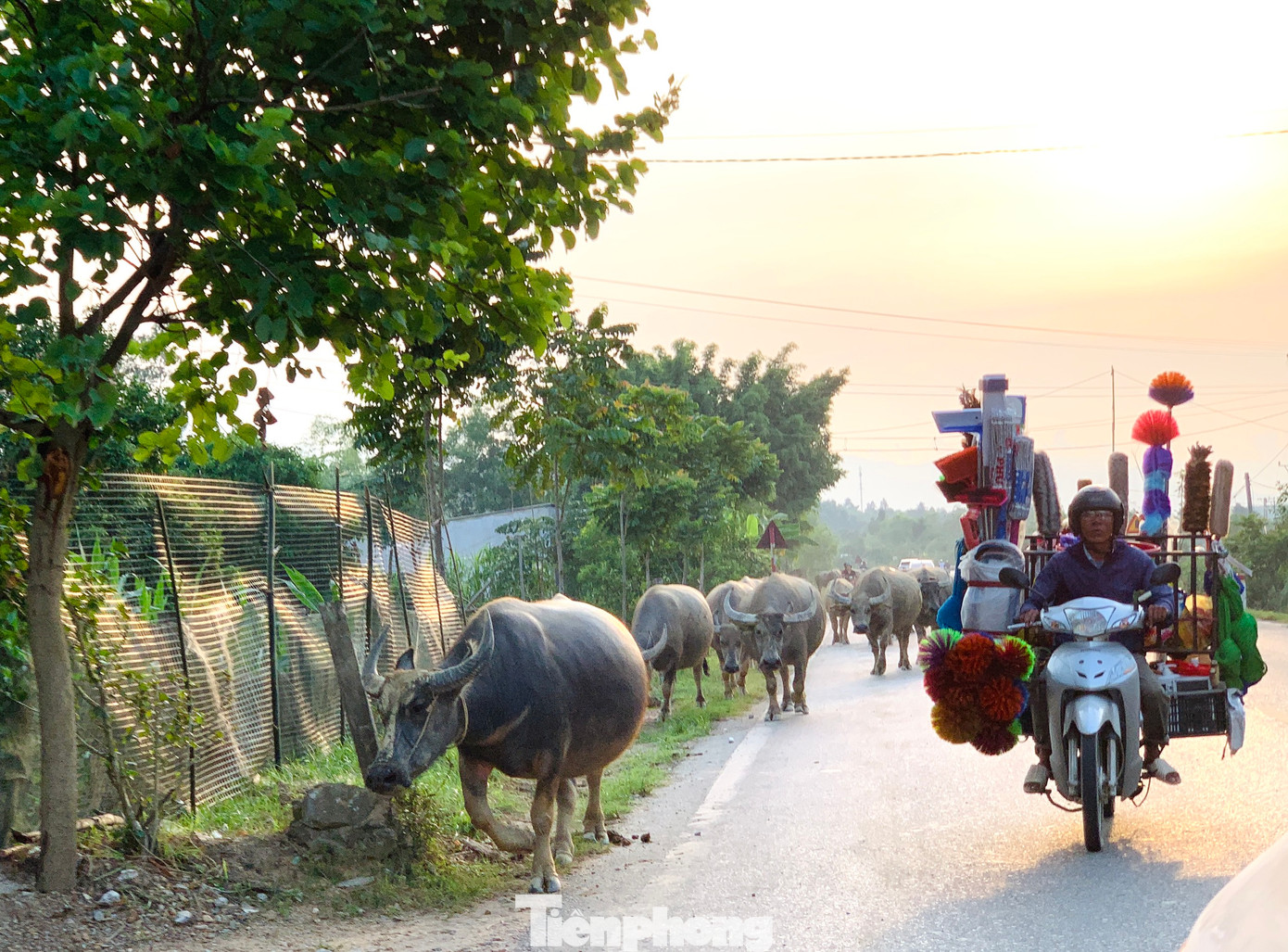 Khung giờ 17-18h hằng ngày là khoảng thời gian tuyến đường này xuất hiện lượng lớn trâu bò đi nghênh ngang trên đường khiến phương tiện di chuyển gặp khó khăn. Hình ảnh ghi nhận tại tuyến đường giáp ranh giữa xã Hương Thuỷ và xã Phúc Đồng.
