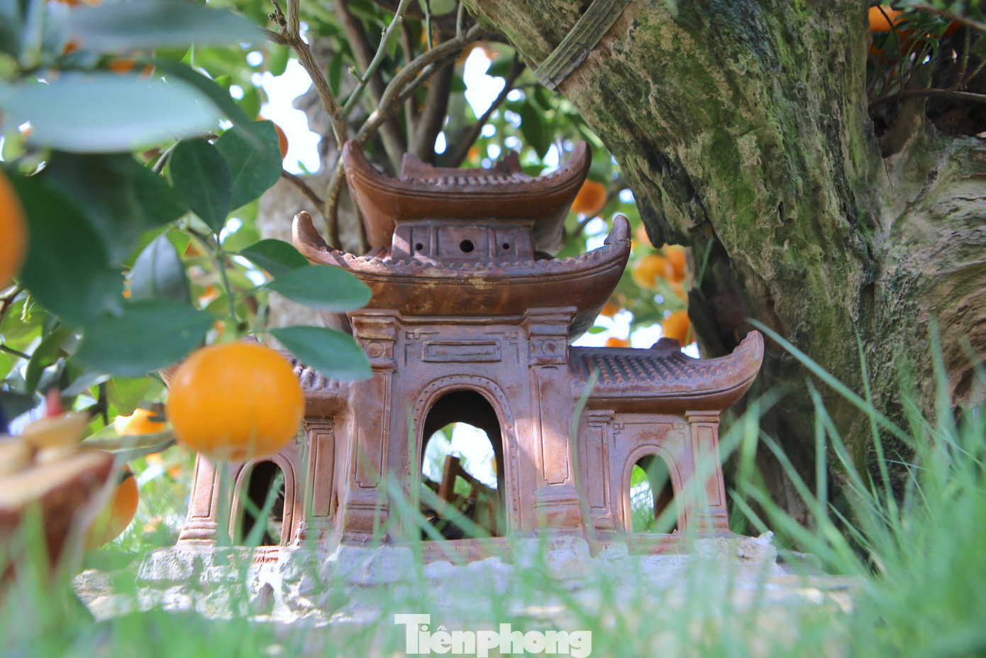 Những gốc quất độc lạ này được mua từ tỉnh Hưng Yên và Tứ Liên (quận Tây Hồ, Hà Nội) về. Những gốc quất độc lạ này được mua từ tỉnh Hưng Yên và Tứ Liên (quận Tây Hồ, Hà Nội) về.