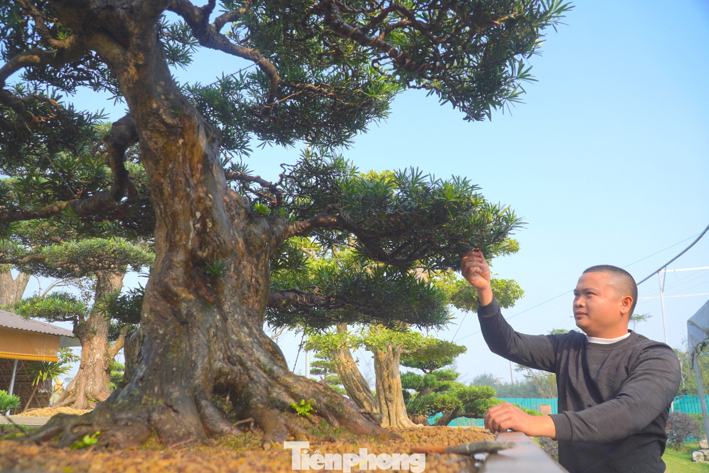 Gốc cây tùng La Hán càng nhiều năm thì gốc cây càng xù xì và cổ kính hơn.