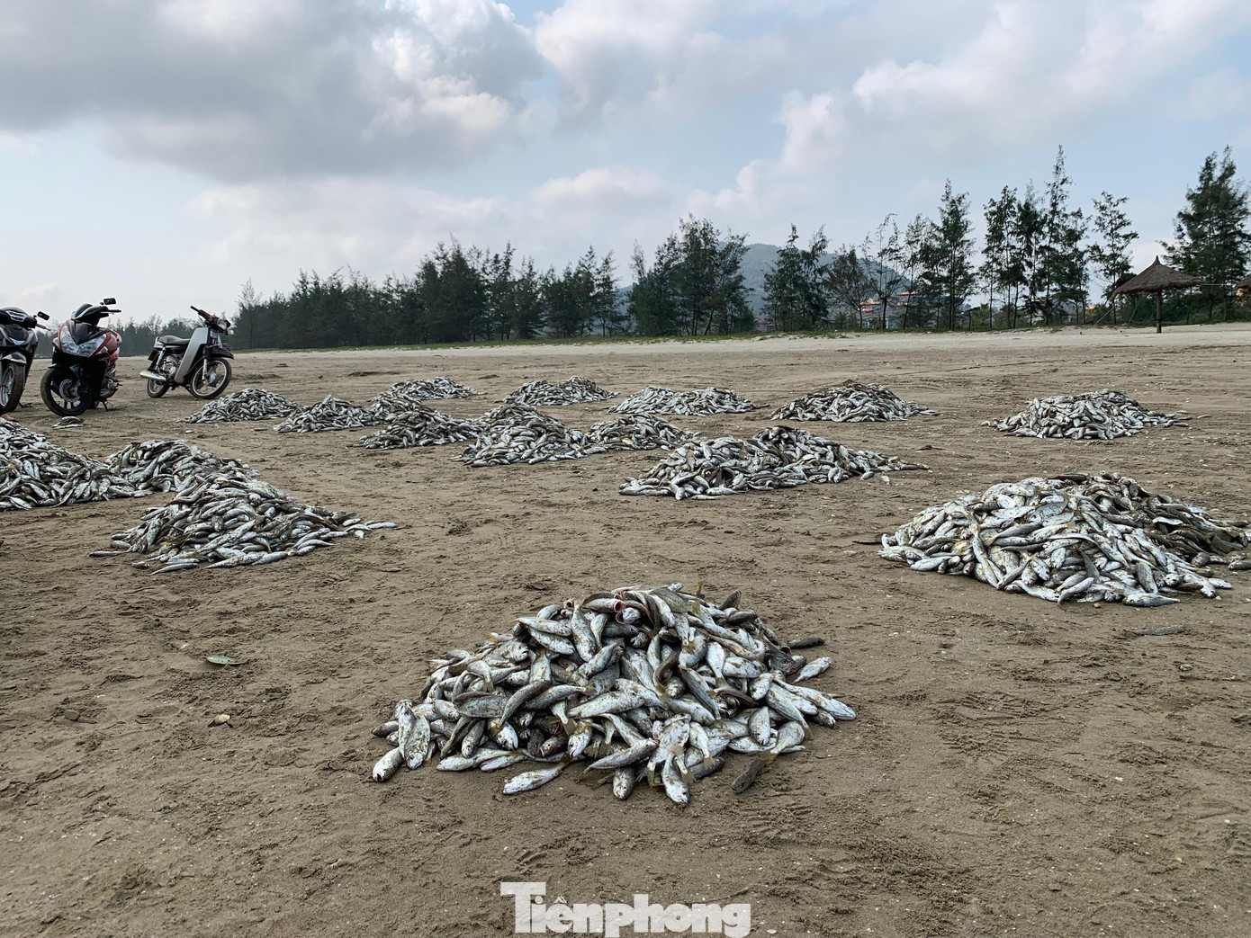 “Chưa năm nào địa phương trúng đậm nhiều cá đù như năm nay. Cá đù ngon, béo nhưng do đợt này chủ yếu đánh bắt được cá nhỏ nên giá bán thấp hơn. Vì từ Tết đến nay đánh bắt được nên ngư dân thu nhập cao, có những ngư dân thu về 4 triệu/ngày”, Chủ tịch UBND xã Thịnh Lộc cho hay.