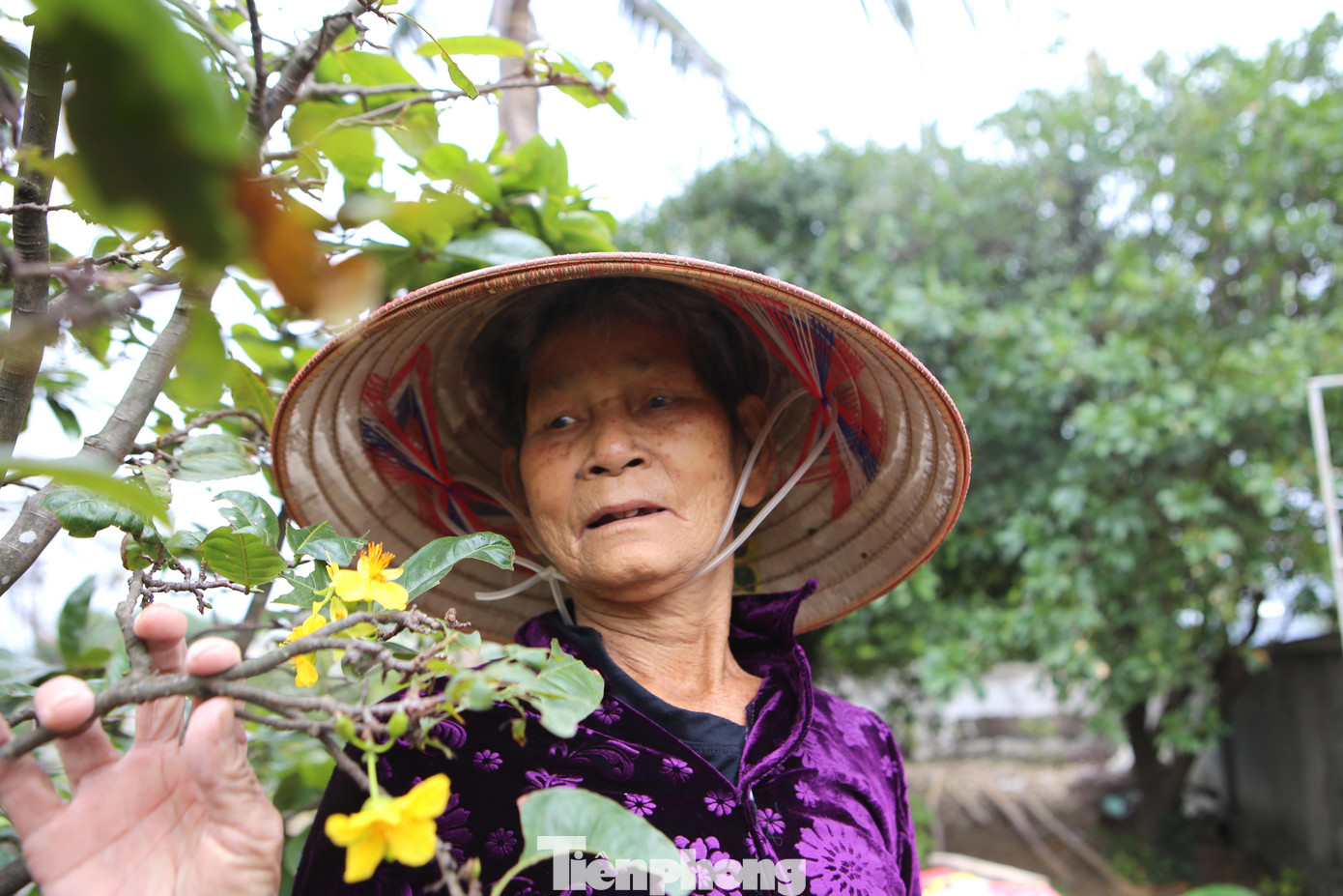 Cụ Mai Thị Đại (76 tuổi) cho biết, do thời tiết năm nay bất thường, mưa nhiều sau đó xuất hiện các đợt nắng nóng dài ngày nên hoa mai nở sớm hơn dự tính. Gia đình bà có gốc mai hàng chục năm tuổi tính Tết bán nhưng nay cũng rụng lá và chớm nở hoa.
