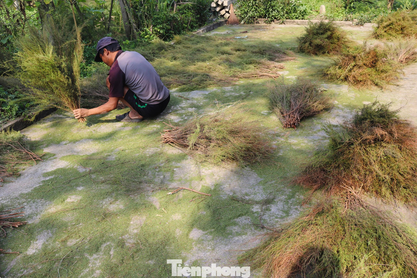 Chổi trện được làm thủ công bằng tay nên không yêu cầu kỹ thuật nhiều, cực kỳ dễ làm, mà lại rất năng suất. Các công đoạn để làm chổi lại đơn giản, khâu cắt trện thì chọn những cành to và dài, sau đó đem trện phơi nắng khoảng 1 ngày mang vào đập lá rồi tiến hành cột chổi.