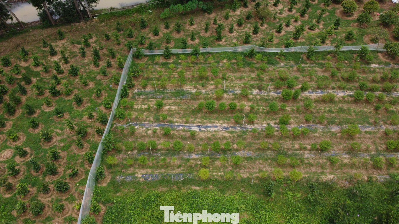 Khu đất trồng ớt rộng hơn 1ha, tại thôn Quý Linh, xã Thạch Xuân, huyện Thạch Hà. Đây trước là khu đất trồng keo của gia đình ông Thuỷ. Sau đó hai người đàn ông đã đầu tư khoảng 500 triệu đồng để cải tạo đất, xây nhà trông coi, nhà lưới vườn ươm, hệ thống tưới tiêu giống ớt về trồng thử nghiệm.