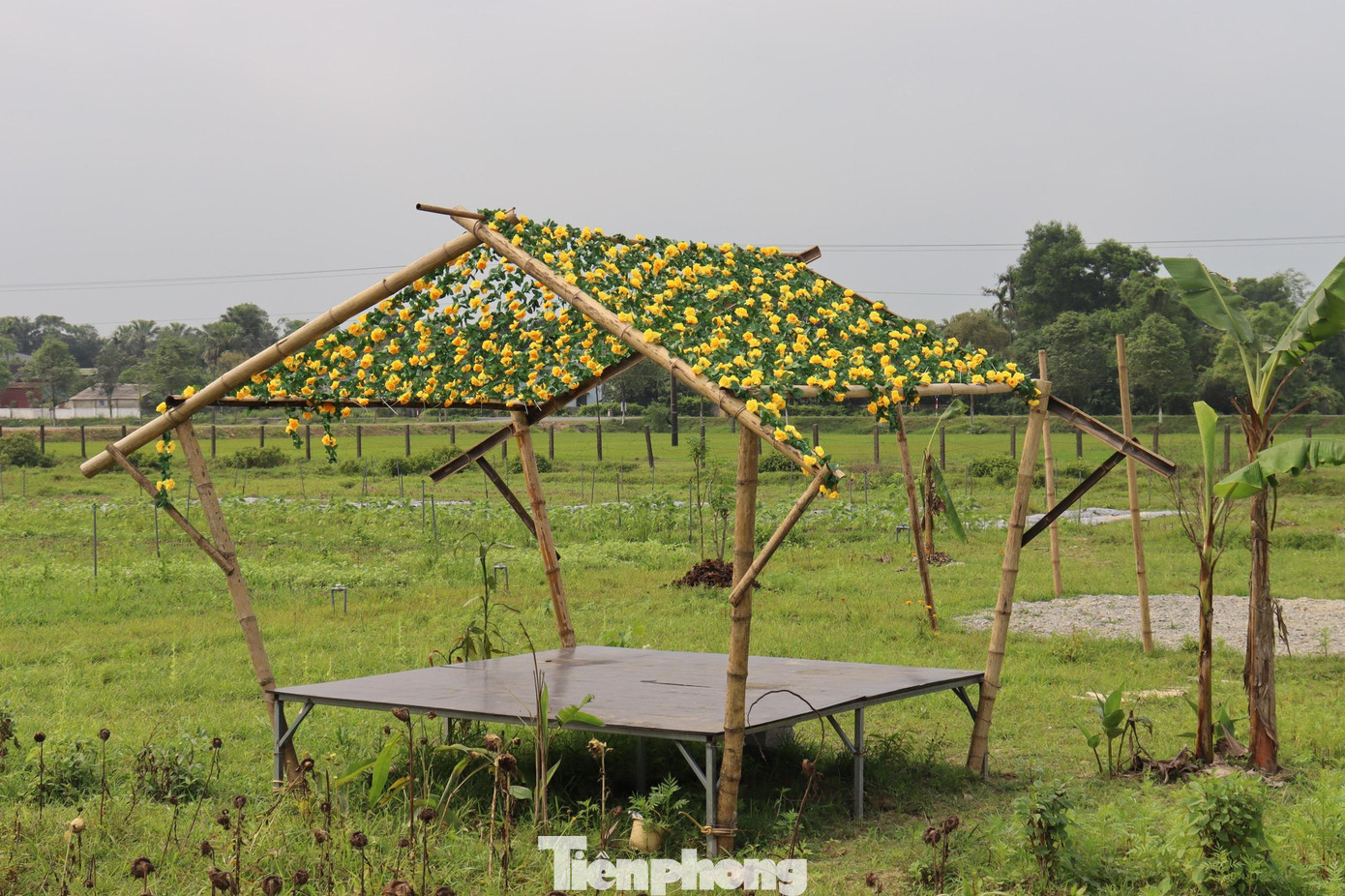 Chị Hằng chia sẻ, đã thuê lại số diện tích đất này rồi bỏ vốn và công sức để cải tạo. Trước đây chị đã xây dựng trang trại ở một địa điểm khác và mới chuyển về vùng Thạch Đài được khoảng 4 tháng nay, hiện đón hàng trăm lượt khách vào thăm quan trải nghiệm.