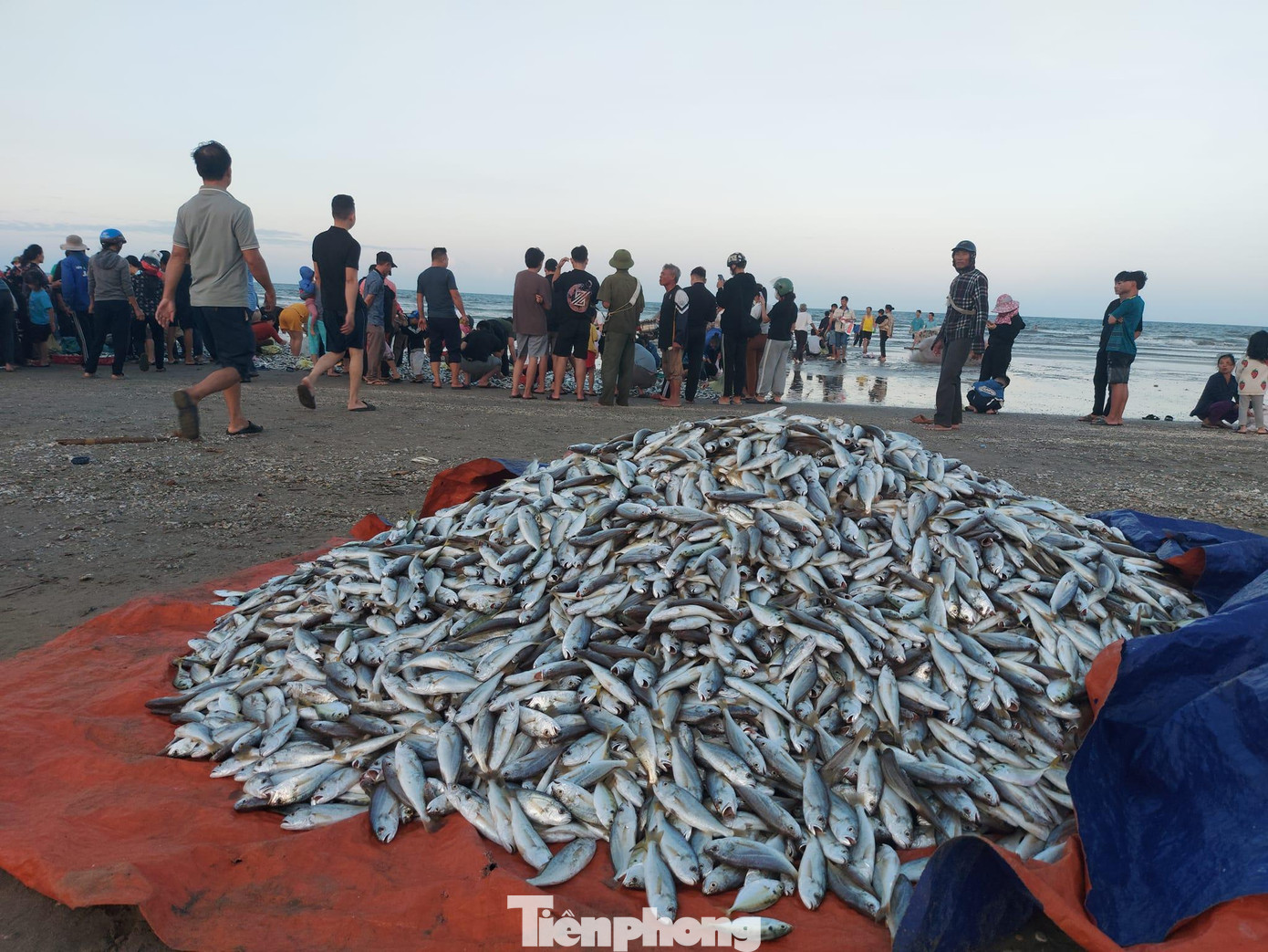“Chúng tôi đánh bắt từ 13h đến 16h mới vào bờ, mẻ lưới này được hơn 4 tấn cá đù. Cá kéo vào bờ nhiều đến mức ai cũng bất ngờ, nhặt mỏi tay không hết. Chưa bao giờ được nhiều cá kỷ lục như vậy”, ông Nguyễn Viết Tự (53 tuổi, trú thôn Nam Sơn, xã Thịnh Lộc) vui mừng chia sẻ. “Chúng tôi đánh bắt từ 13h đến 16h mới vào bờ, mẻ lưới này được hơn 4 tấn cá đù. Cá kéo vào bờ nhiều đến mức ai cũng bất ngờ, nhặt mỏi tay không hết. Chưa bao giờ được nhiều cá kỷ lục như vậy”, ông Nguyễn Viết Tự (53 tuổi, trú thôn Nam Sơn, xã Thịnh Lộc) vui mừng chia sẻ.
