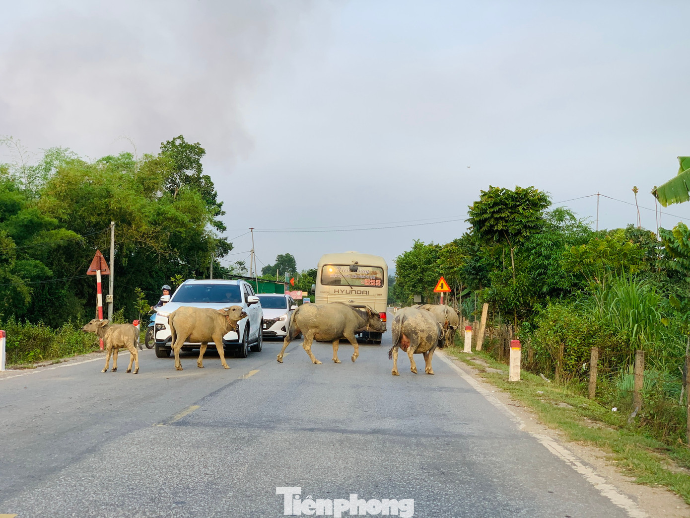 Đặc biệt, đoạn từ Khe Giao đến thị trấn Hương Khê cũng thường xuyên diễn ra tình trạng trâu bò thả rông trên đường.