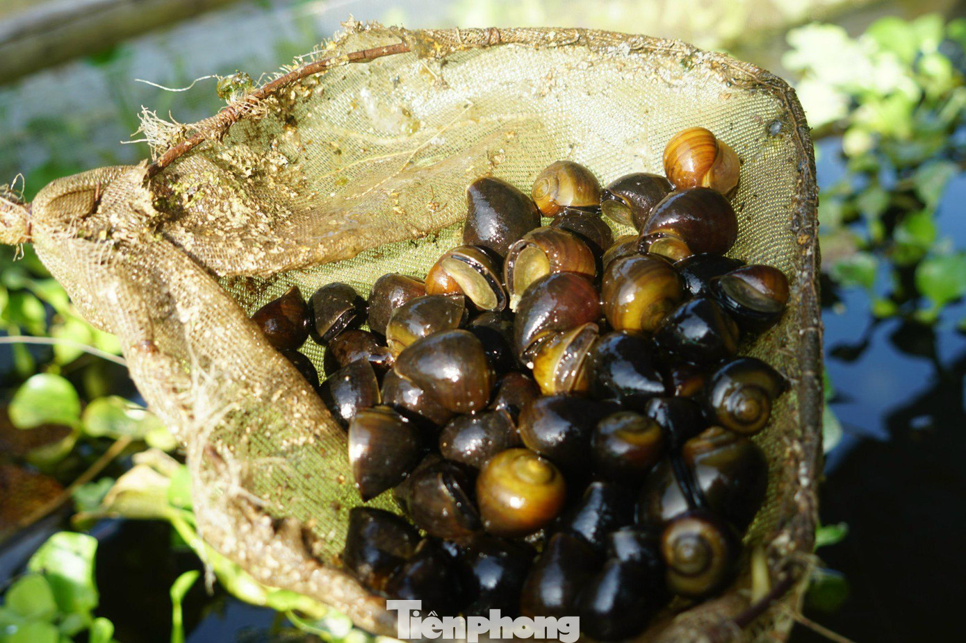 Ốc thương phẩm của anh Sỹ đang được bán với giá từ 90-100 ngàn đồng/kg. Ốc thương phẩm của anh Sỹ đang được bán với giá từ 90-100 ngàn đồng/kg.