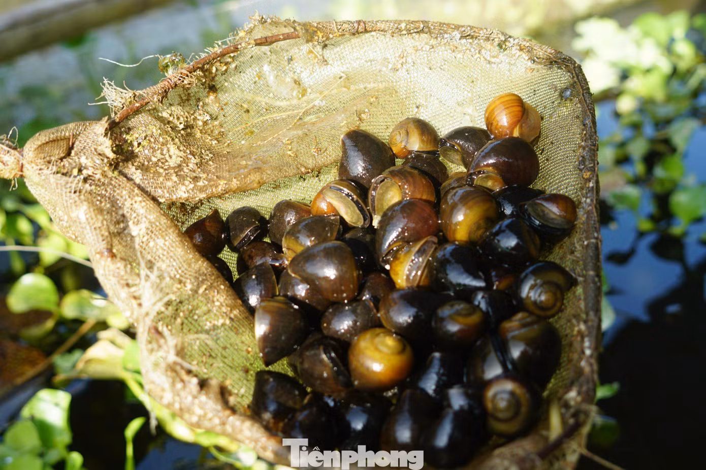 Ốc thương phẩm của anh Sỹ đang được bán với giá từ 90-100 ngàn đồng/kg.