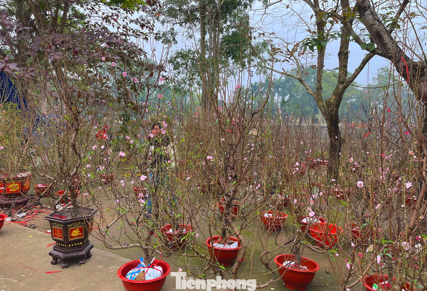 Vắng khách, tiểu thương hạ giá sập sàn, bán như cho nhưng chợ hoa Hà Tĩnh trong ngày 29 Tết vẫn ế ẩm.