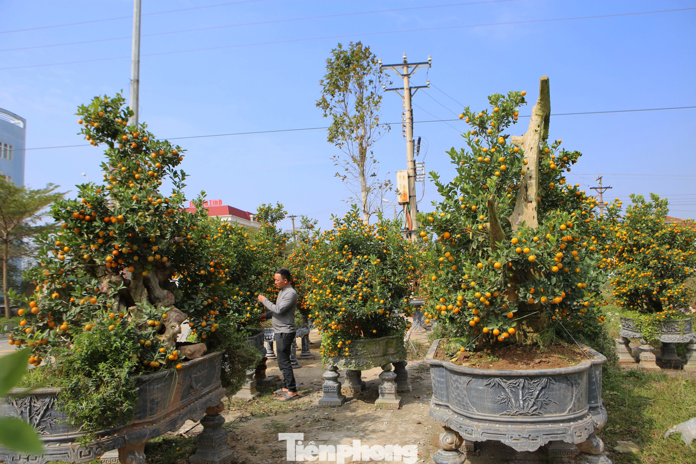 Anh Long nhập về 30 chậu quất lớn được tạo hình độc, lạ. Anh Long nhập về 30 chậu quất lớn được tạo hình độc, lạ.